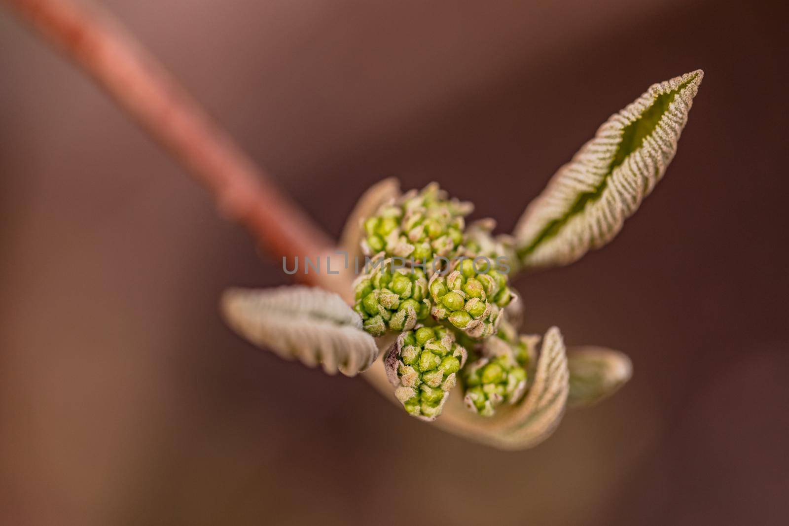 The interesting bud of a dogwood bush isolated against brown background