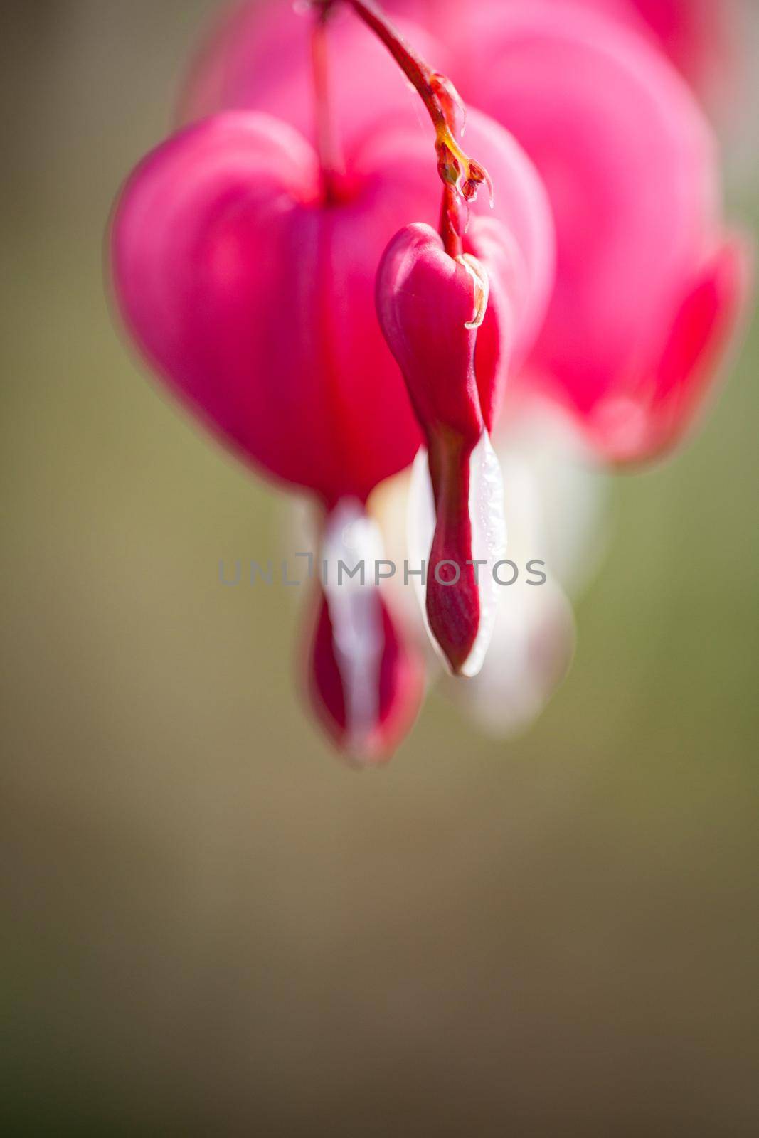 Soft focus of heart-shaped Bleeding heart flower pink and white color in summer. Blurred garden background.