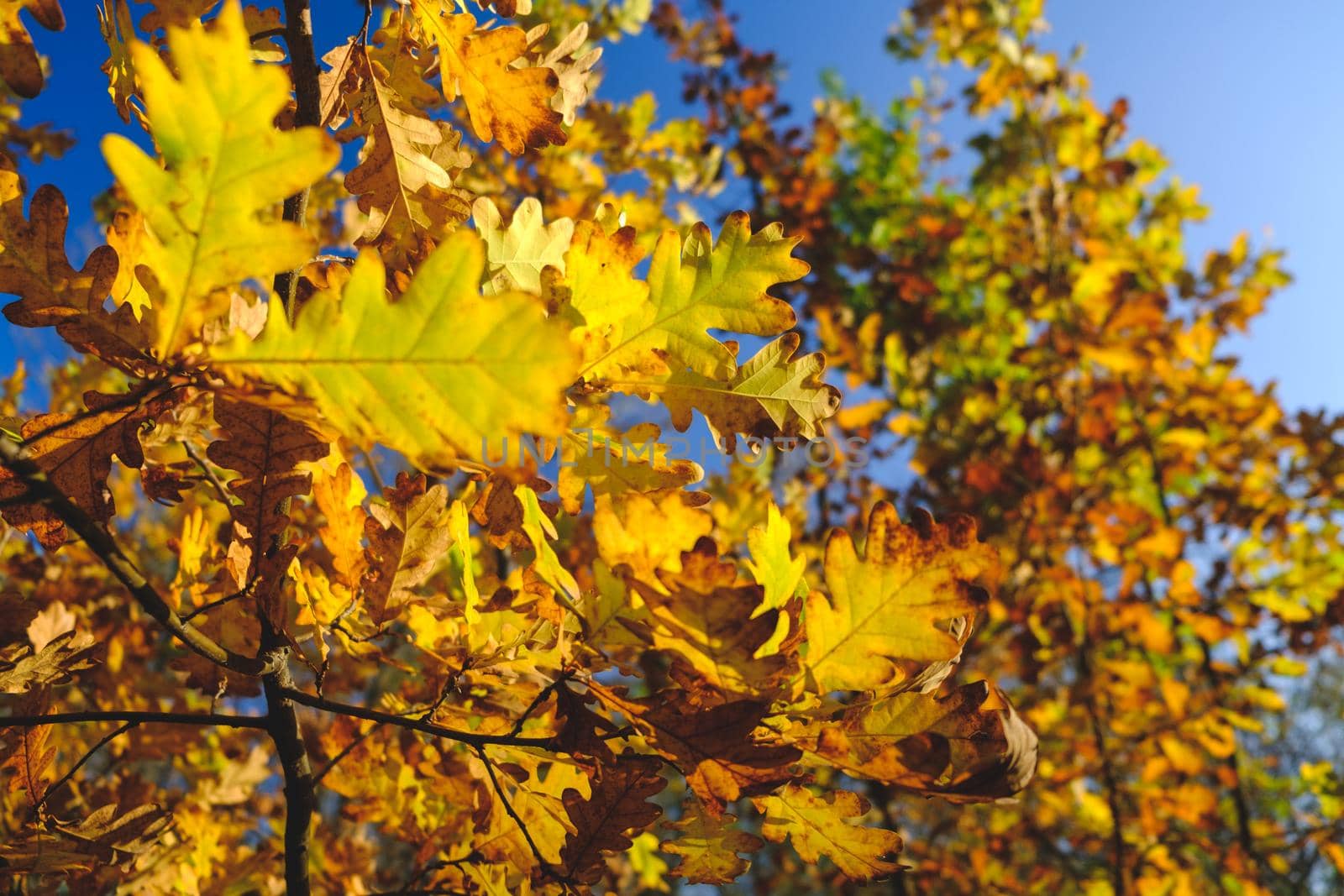 Autumn landscape. Autumn tree leaves sky background. Colorful and vivid autumn colors and bright blue sky. Autumn background