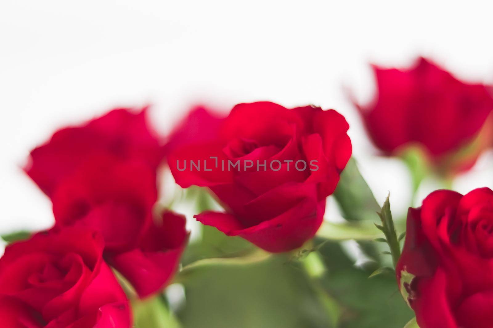 Tender bouquet of red roses, floral gift and beautiful flowers closeup