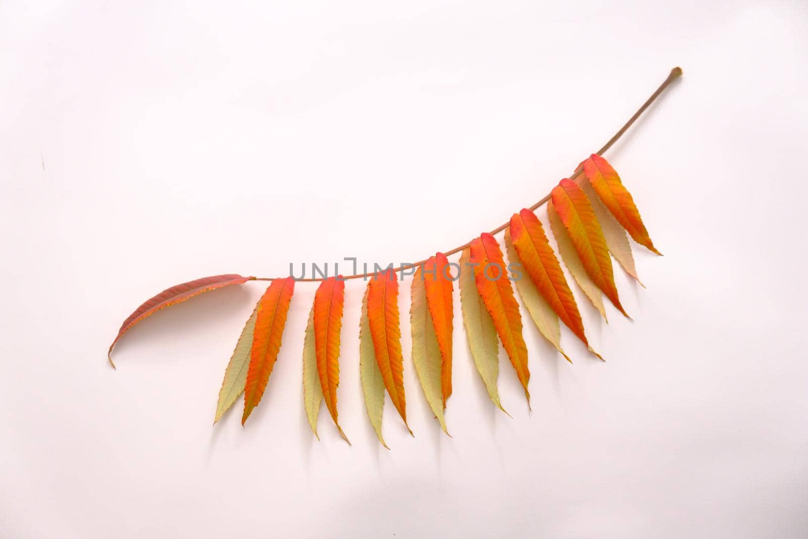 Branch of autumn leaves on a white background. Studio shot. branch leaves