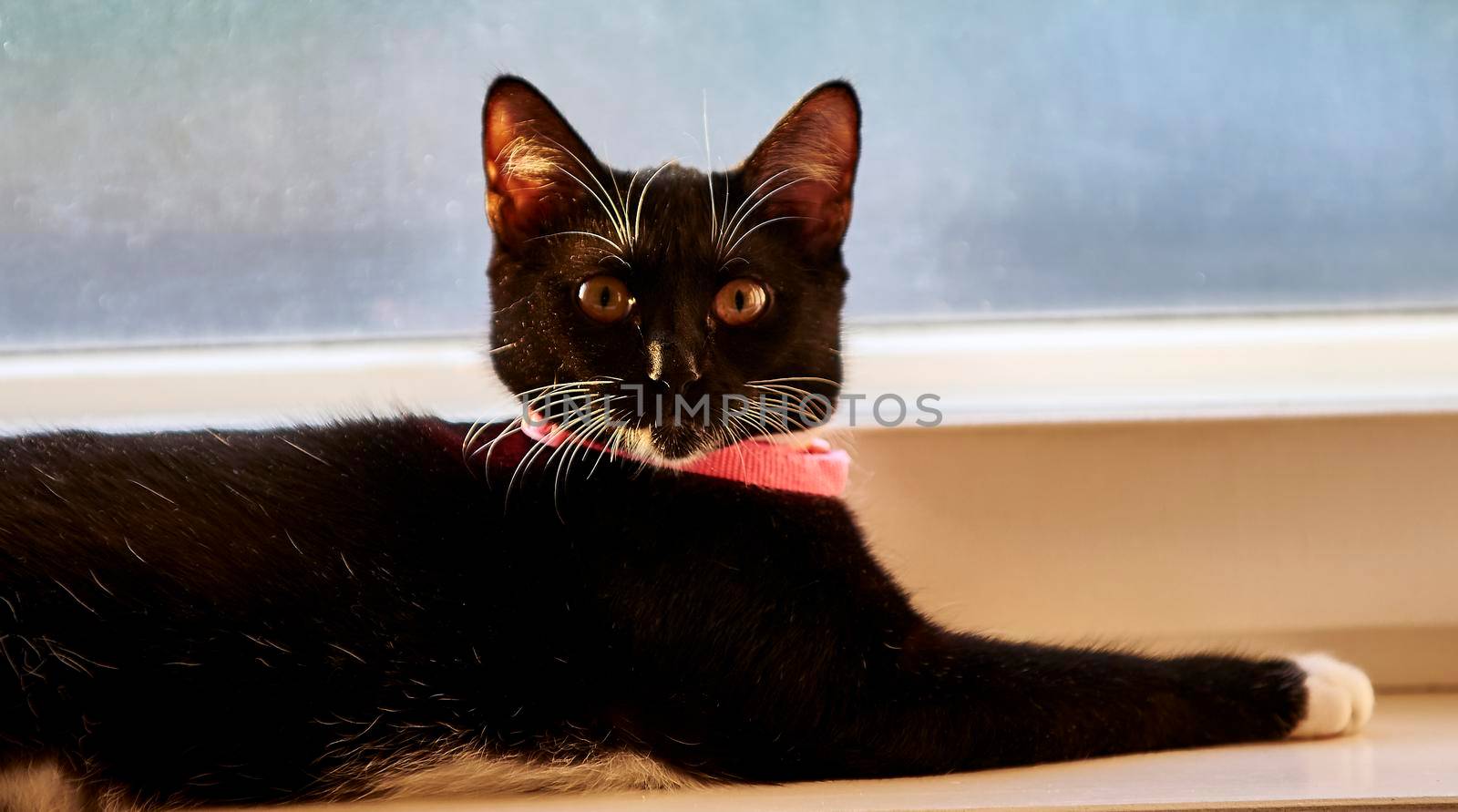 a black cat with white paws and a pink collar lies on the windowsill