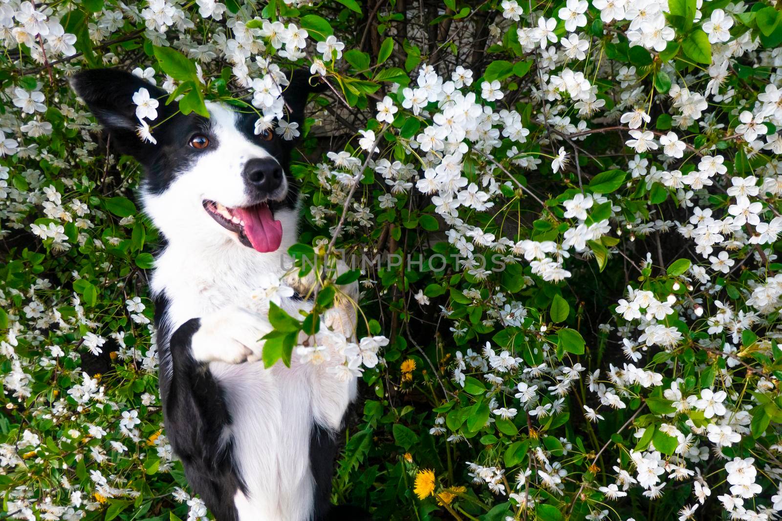 A happy dog in flowers. The pet is smiling. a cheerful border collie dog rejoices in the pose of a gopher with a paw in a cherry blossom