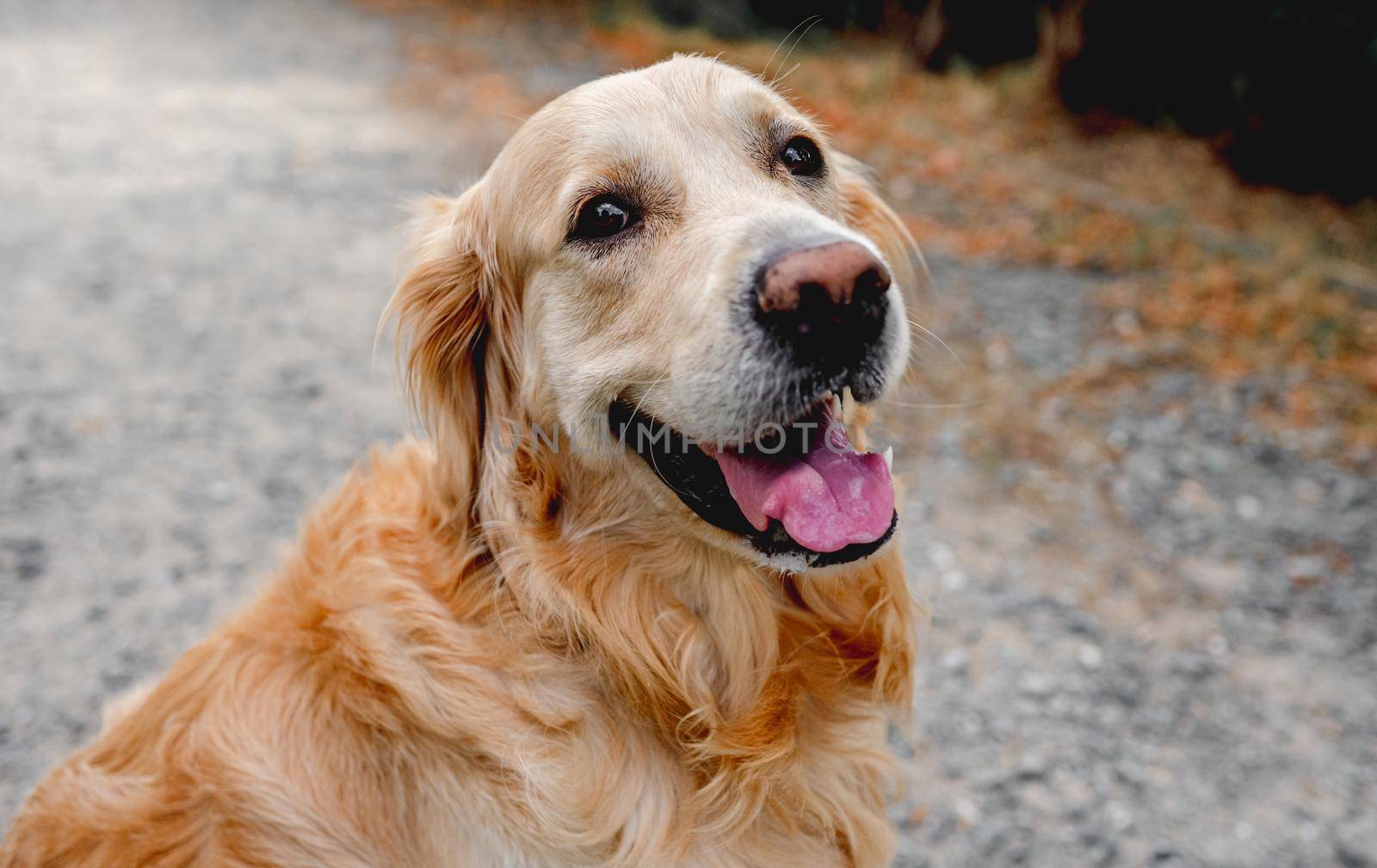 Golden retriever dog outdoors by tan4ikk1