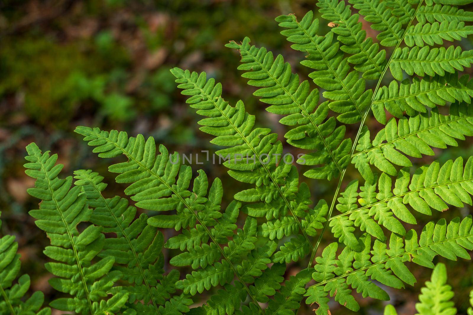 Close-up leaves of the oldest plant ferns in the forest. Environment. Selective focus.
