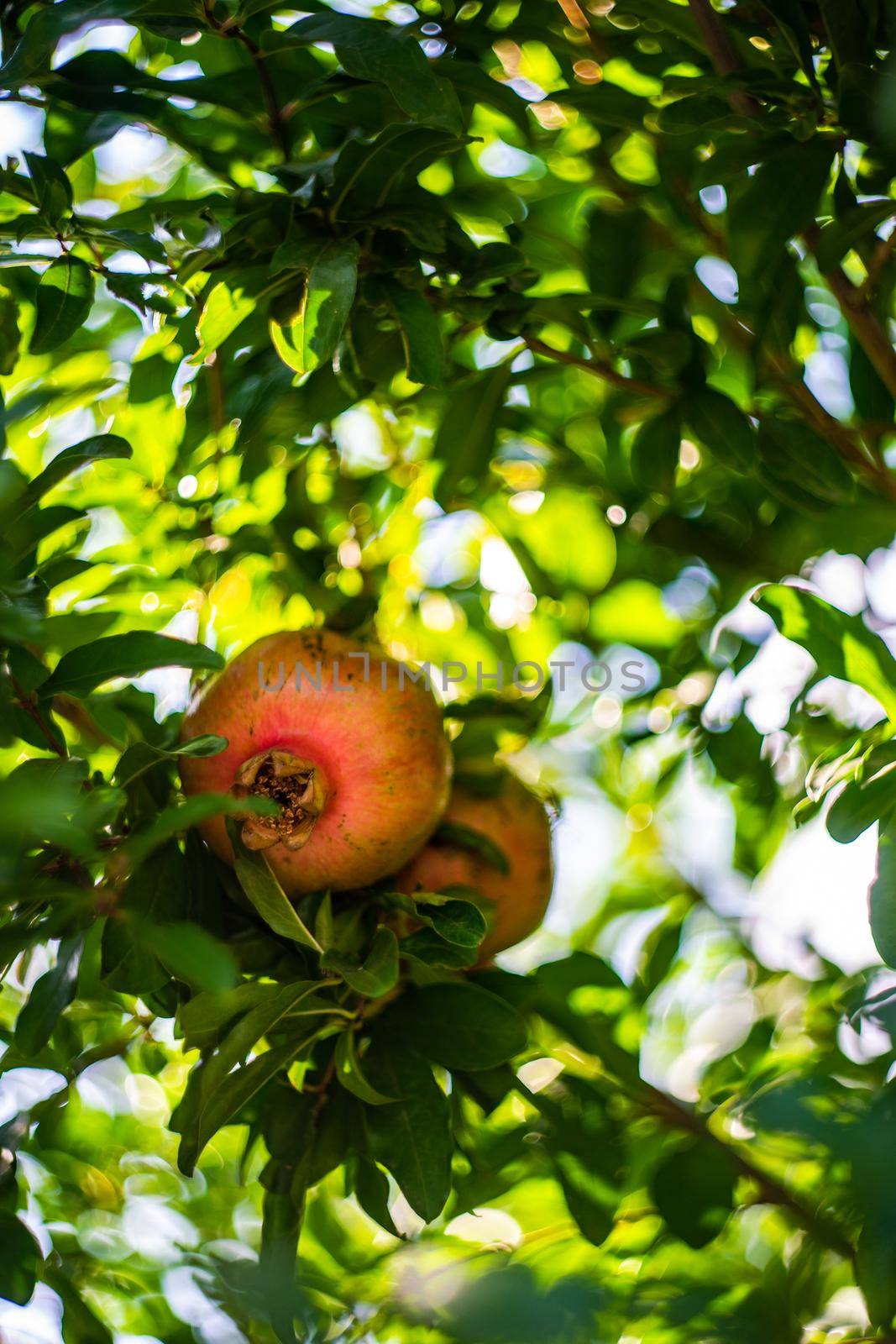 Pomegranate fruits on the tree by Elet