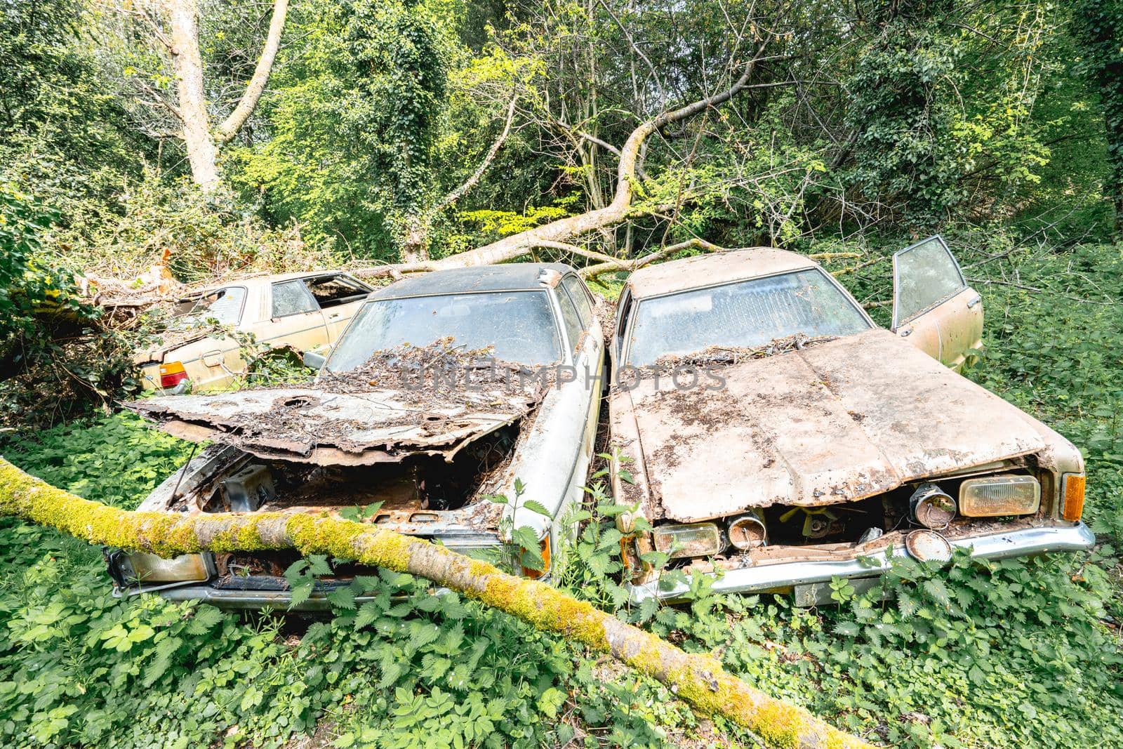Old abandoned Ford cars dumped in the forest somewhere in Belgium.