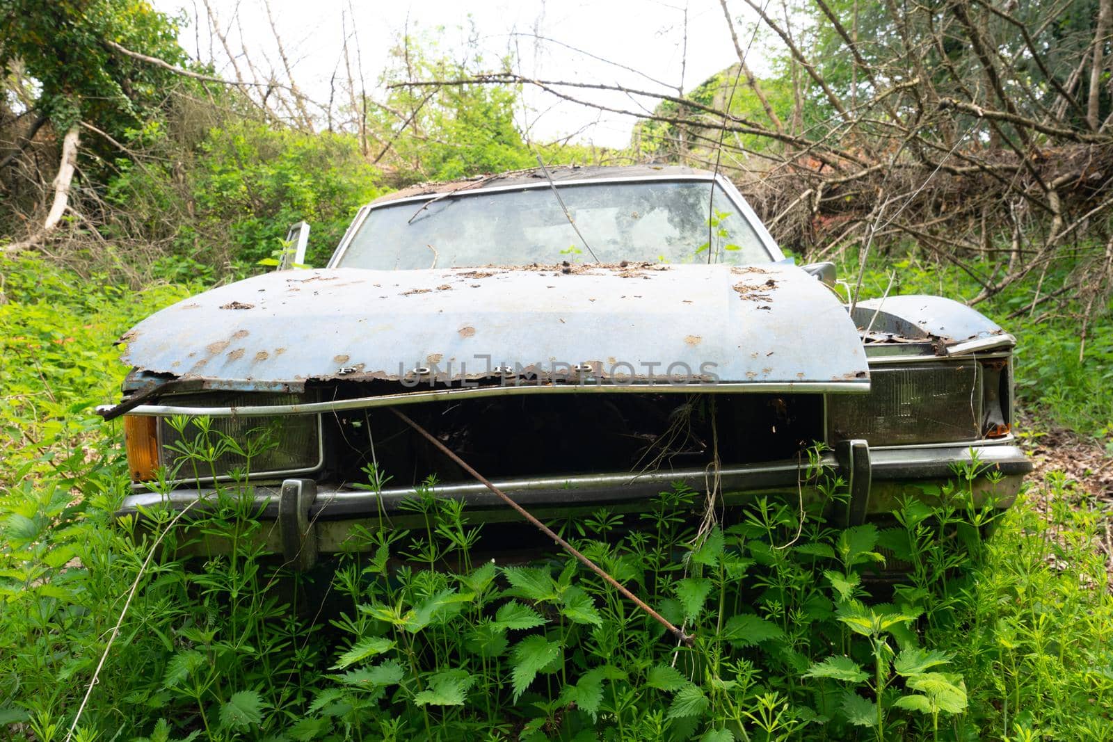 Old abandoned Ford cars dumped in the forest somewhere in Belgium.