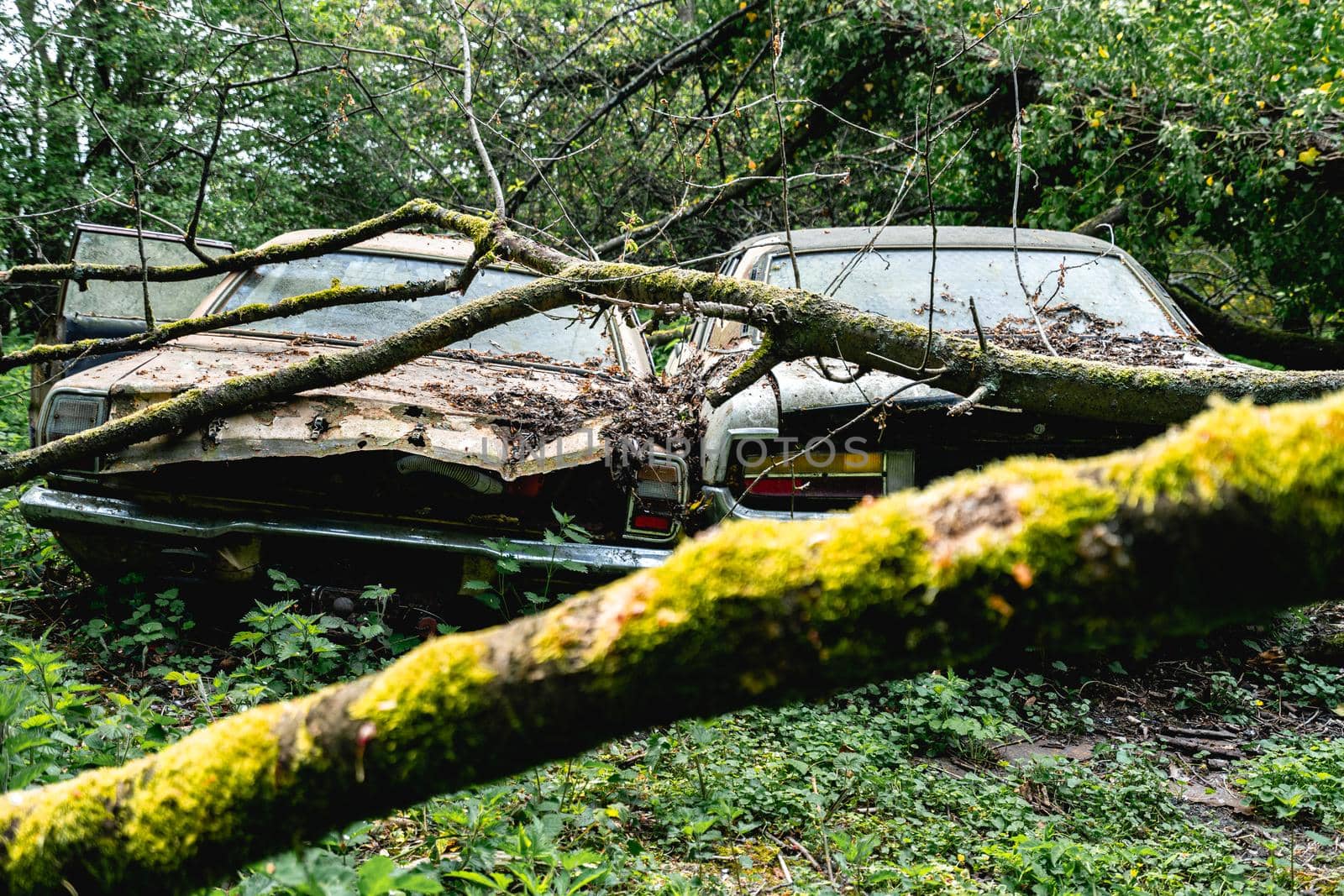 Old abandoned Ford cars dumped in the forest somewhere in Belgium.