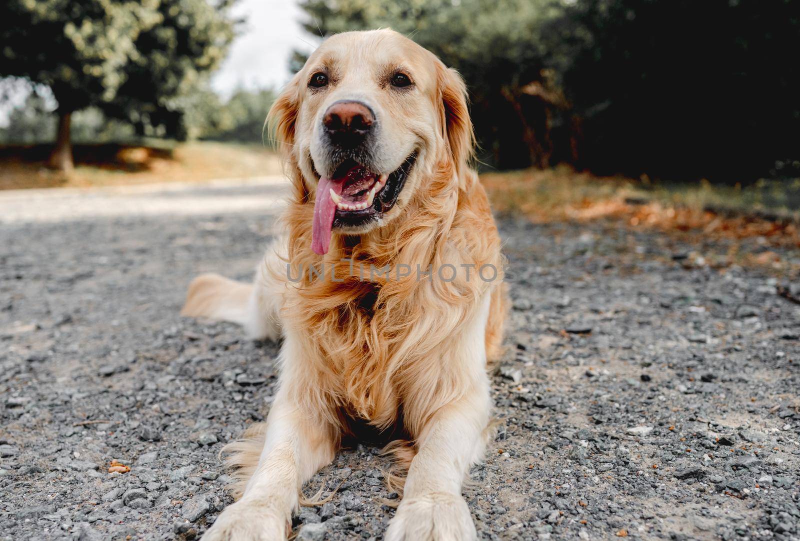 Golden retriever dog resting in grass outdoors. Purebred doggy pet labrador lying in nature with tonque out