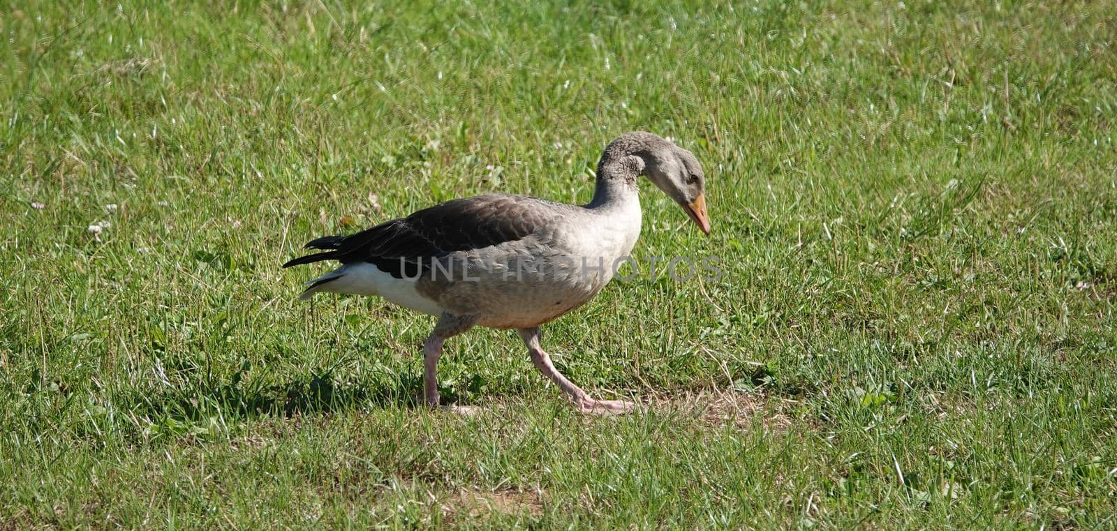 A lonely greylag goose walking over a meadow