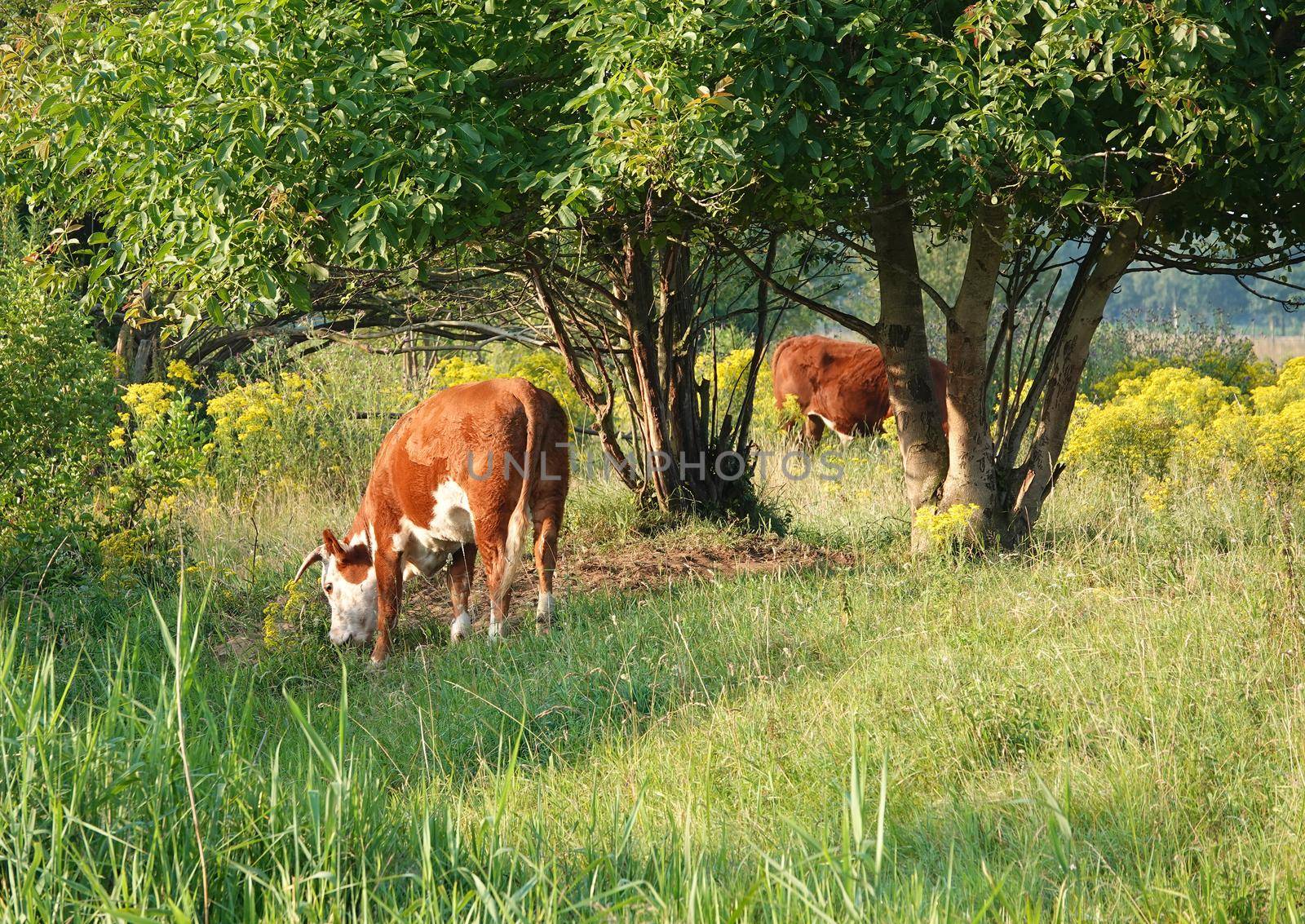 Two cows grazing in the floodplain of the river Vecht by WielandTeixeira