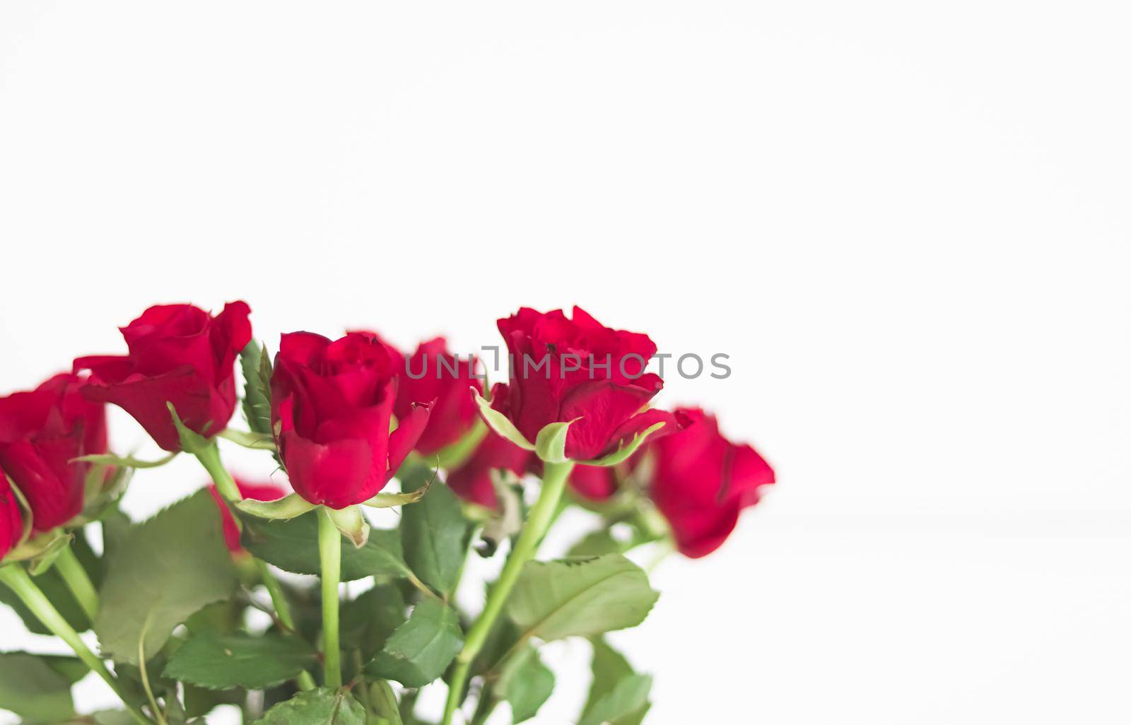 Tender bouquet of red roses, floral gift and beautiful flowers closeup