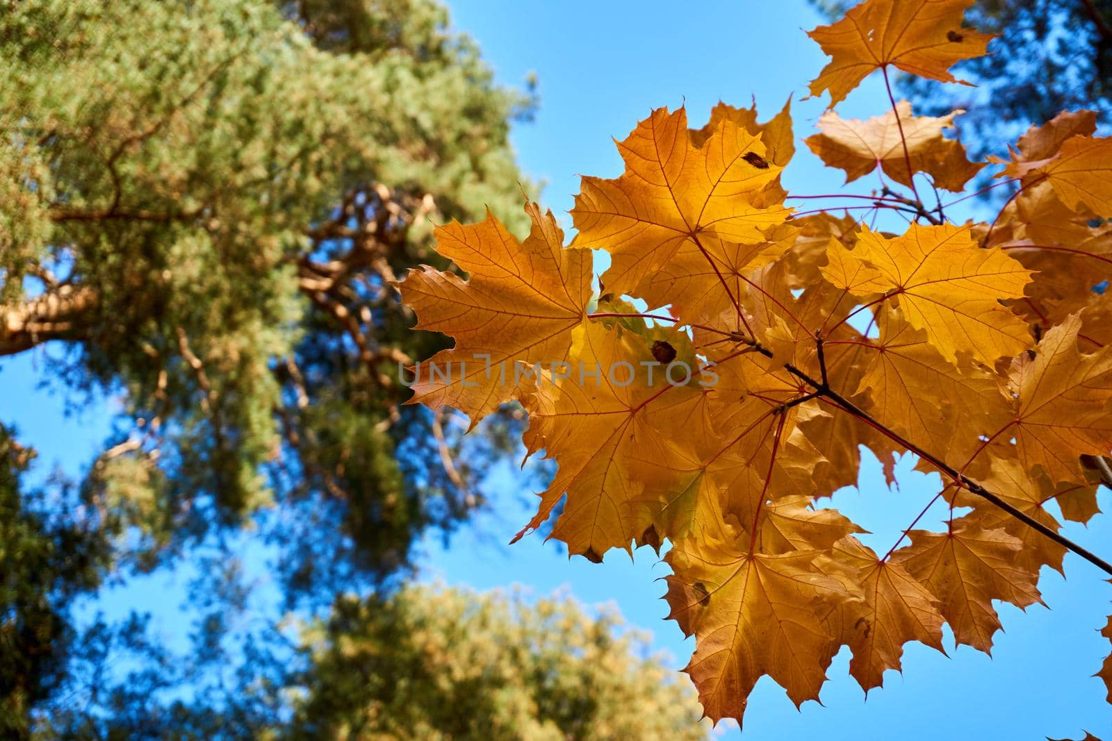 a tree or shrub with lobed leaves, winged fruits, and colorful autumn foliage, grown as an ornamental or for its timber or syrupy sap. Autumn bright maple leaves in sunny day and green pine