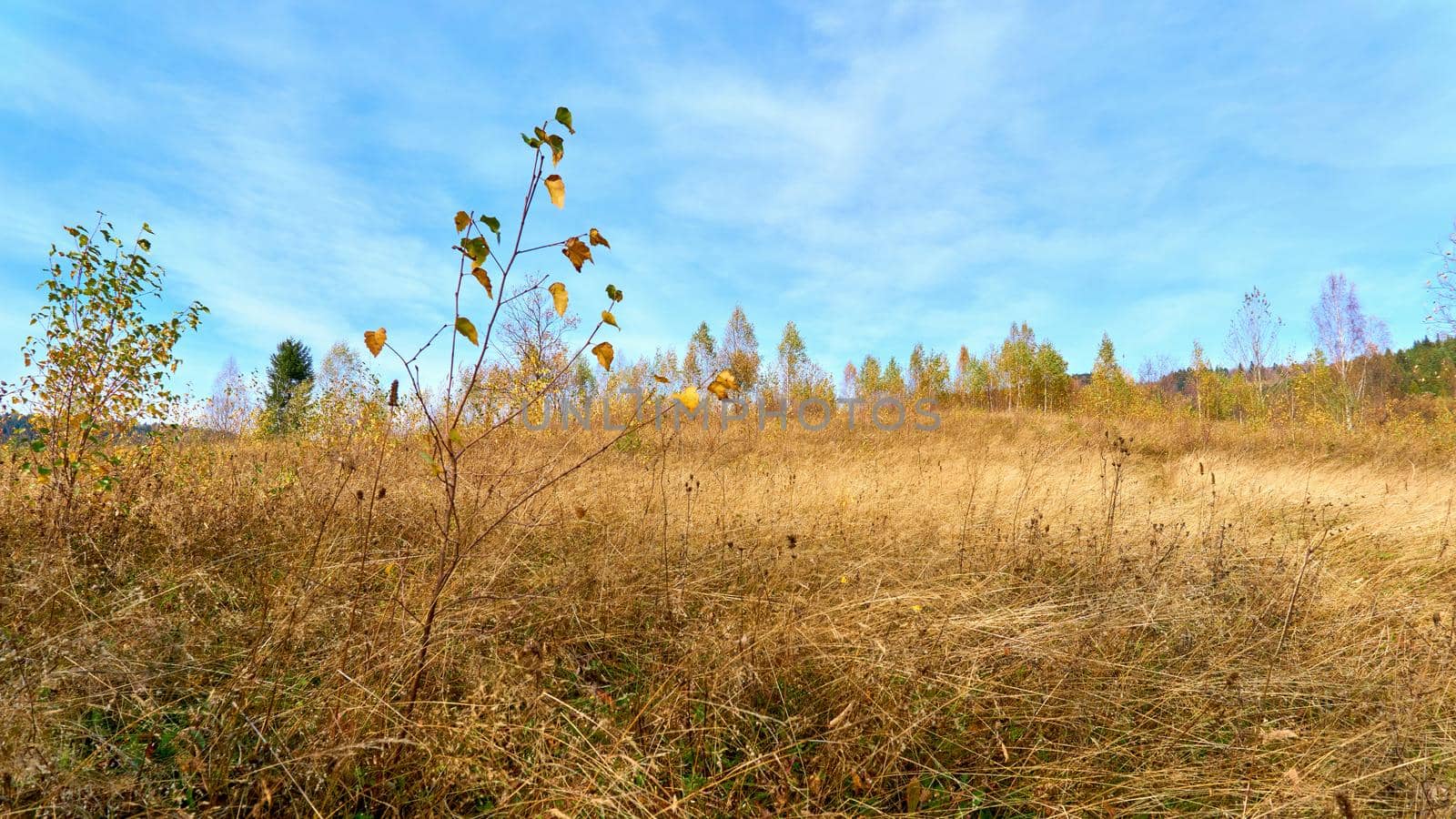 Time of autumn golden colors. Field path leading to the autumn forest by jovani68