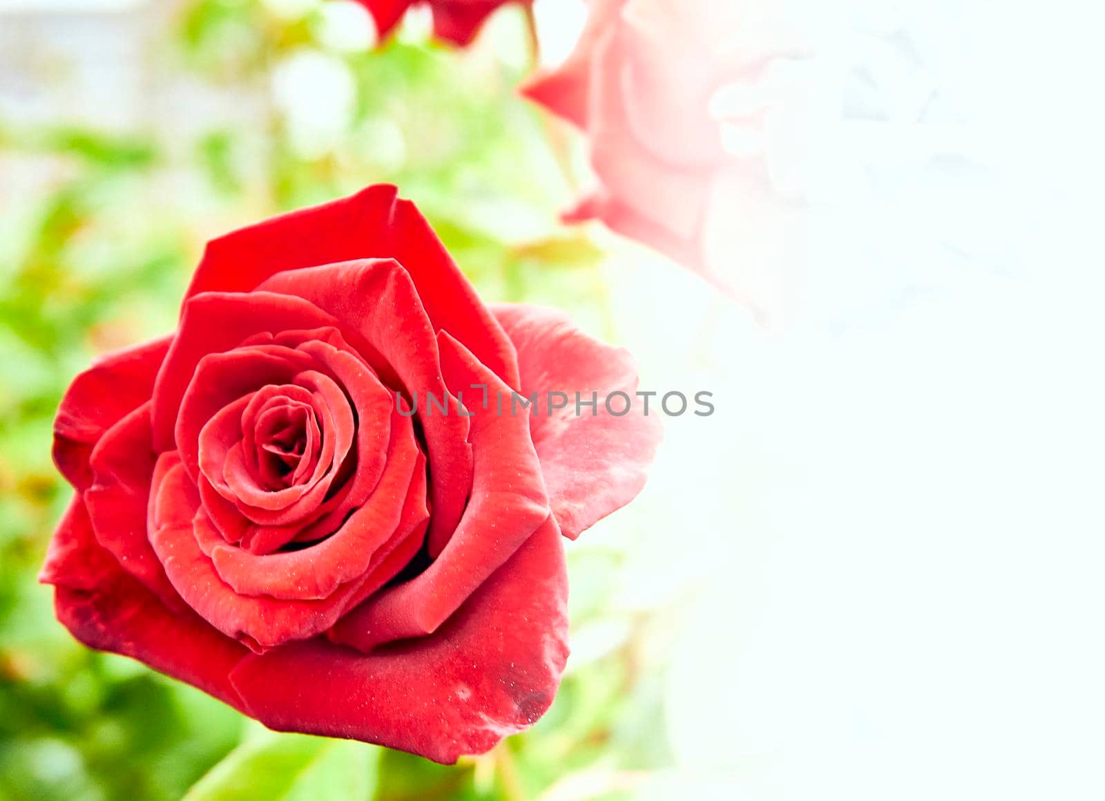Beautiful scarlet rose on a light green plant background and space for text by jovani68