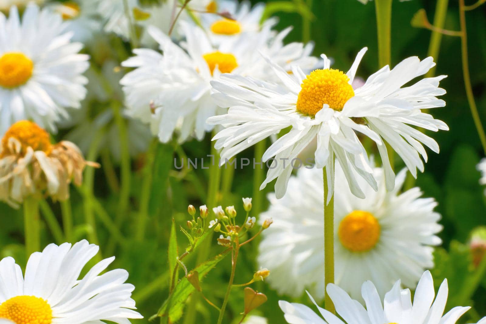 Wonderful white daisies among lush fresh greenery by jovani68
