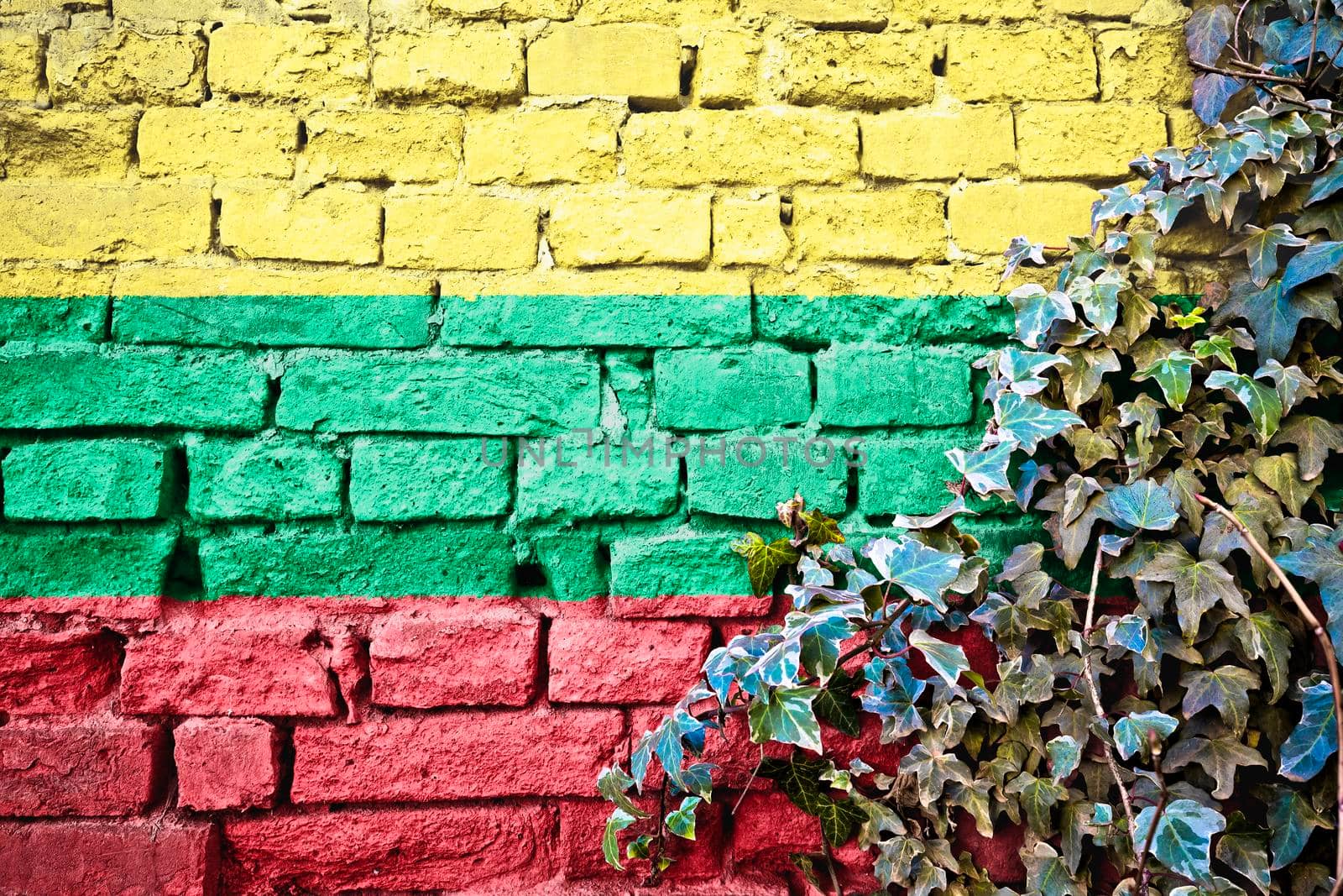 Lithuania grunge flag on brick wall with ivy plant, country symbol concept 

