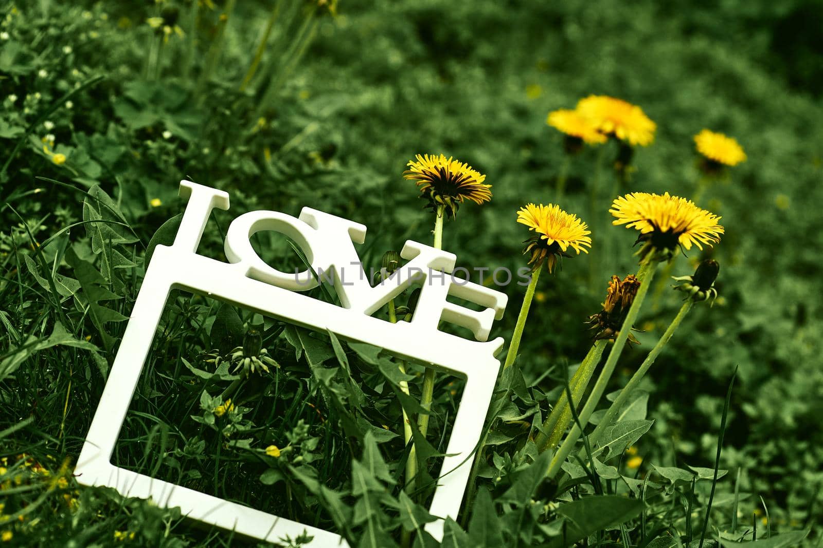 White love frame on green grass with yellow fresh dandelions by jovani68