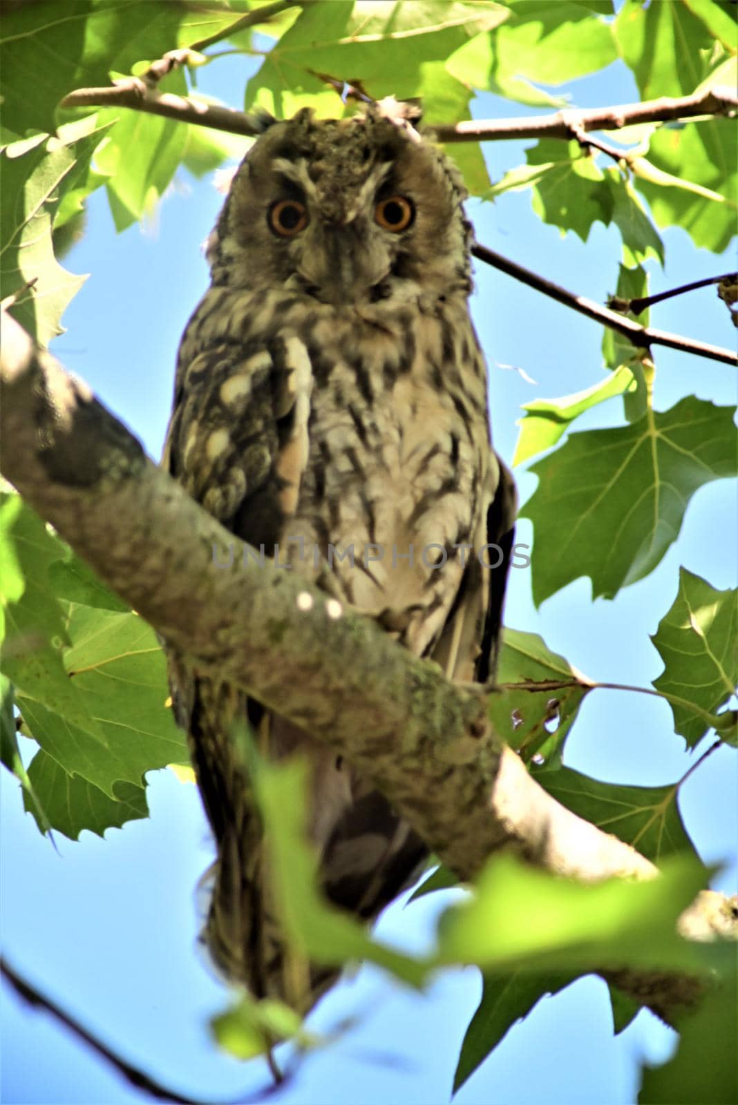 Long eared owl in a plane tree by Luise123