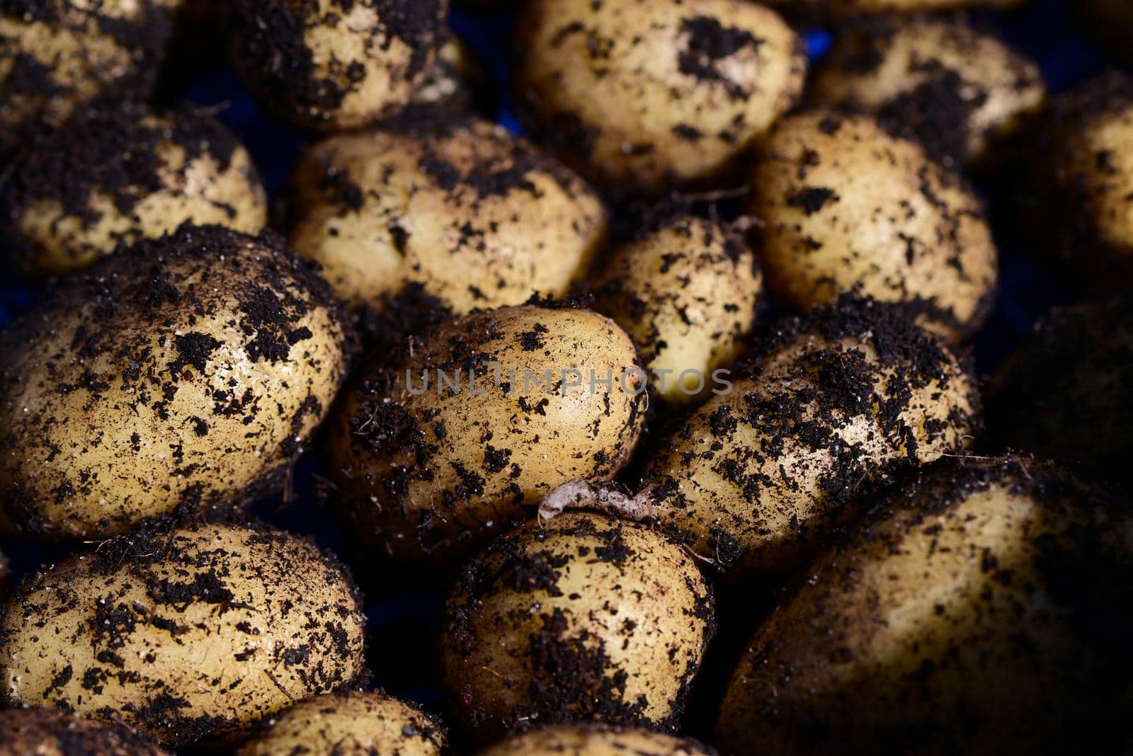 Close up of potatoes right after harvest by Luise123
