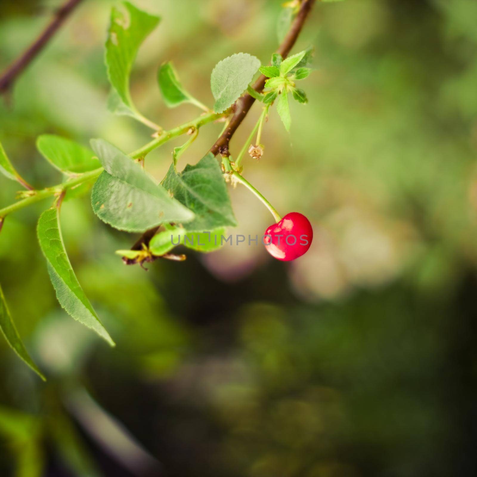 beauty of nature - environment, ecology, plants and gardening concept by Anneleven