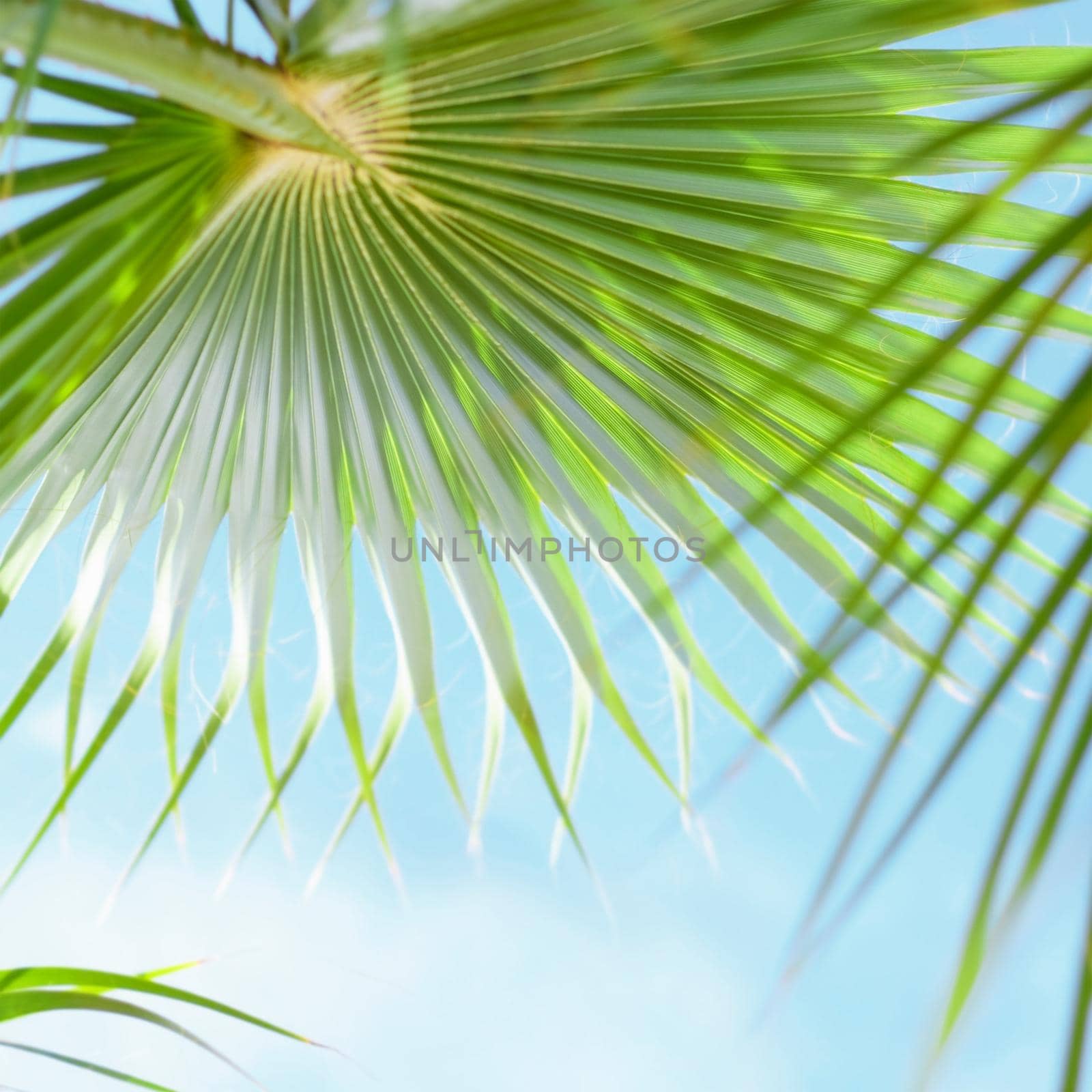 palm tree and blue sky - travel, exotic and tropical backgrounds styled concept by Anneleven