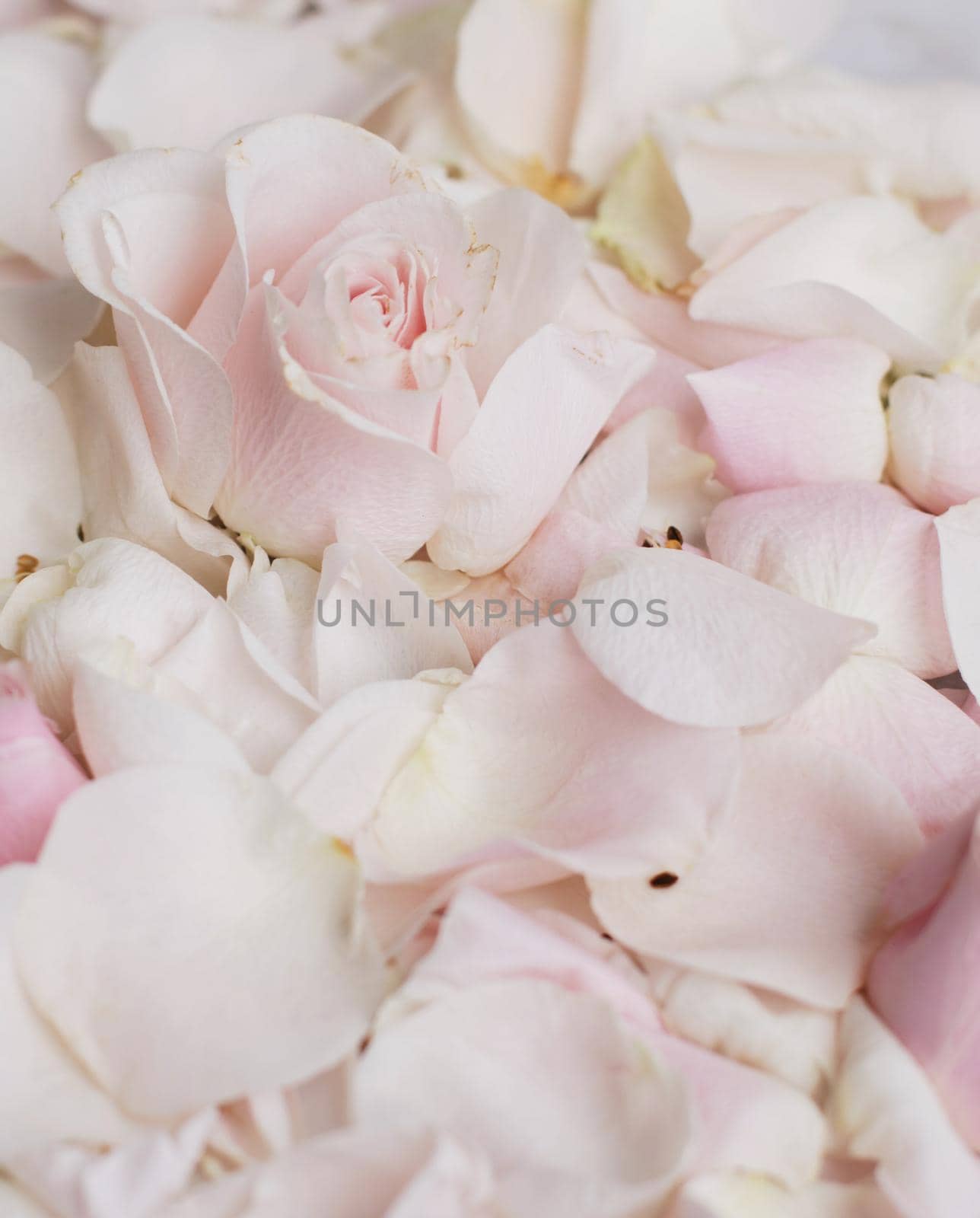 rose flower petals on marble - wedding, holiday and floral garden styled concept