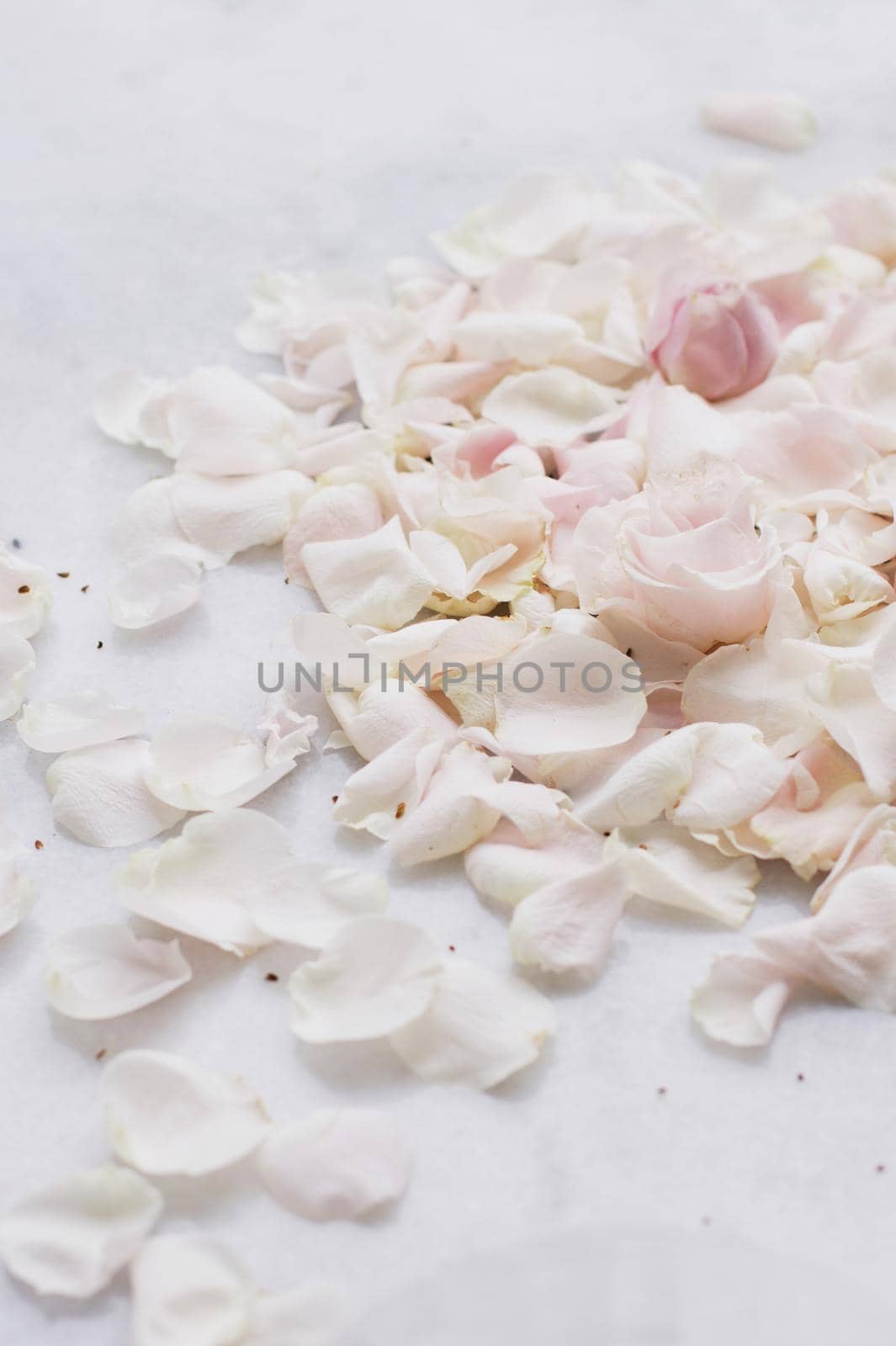 rose flower petals on marble - wedding, holiday and floral garden styled concept by Anneleven