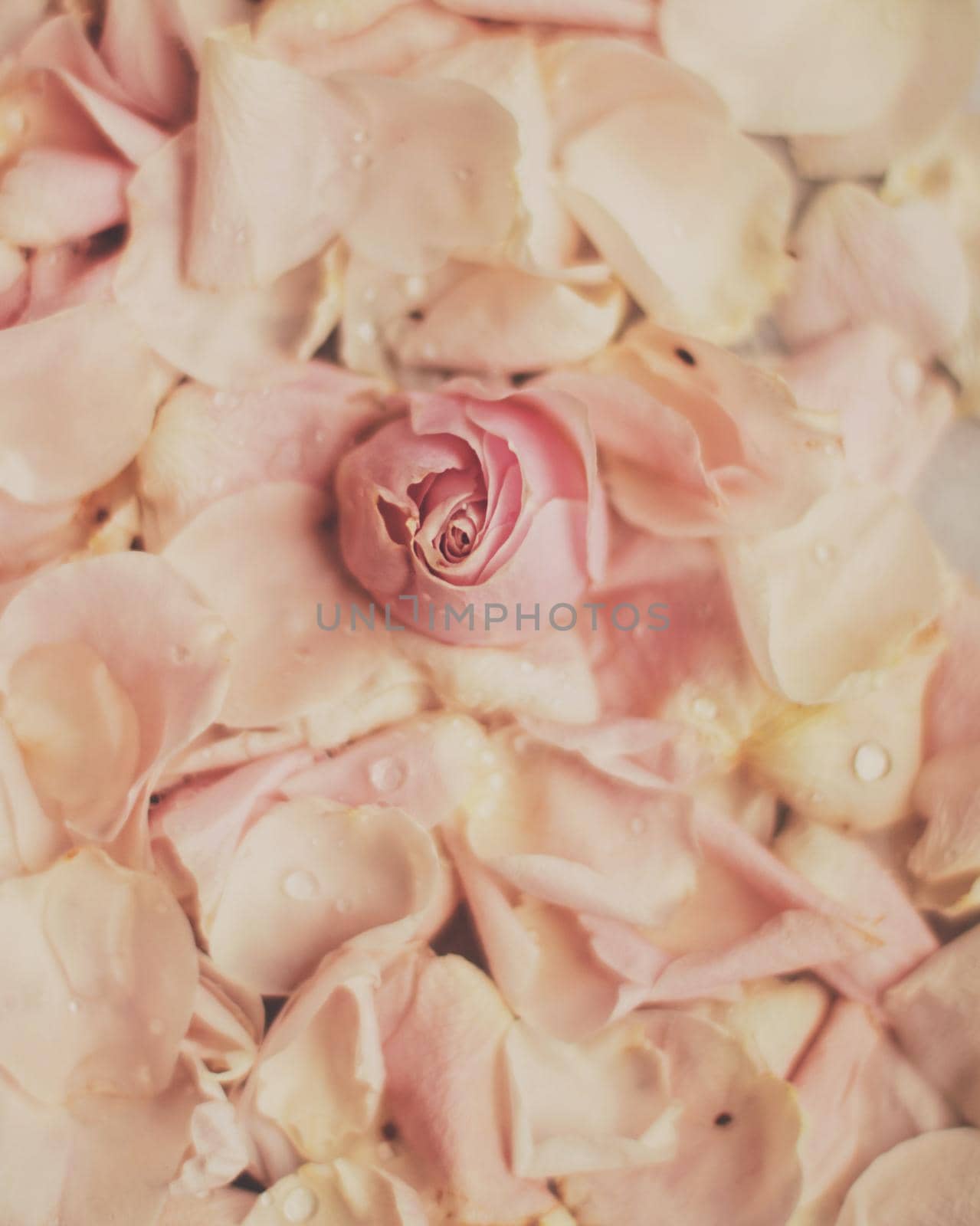 rose flower petals on marble - wedding, holiday and floral garden styled concept by Anneleven