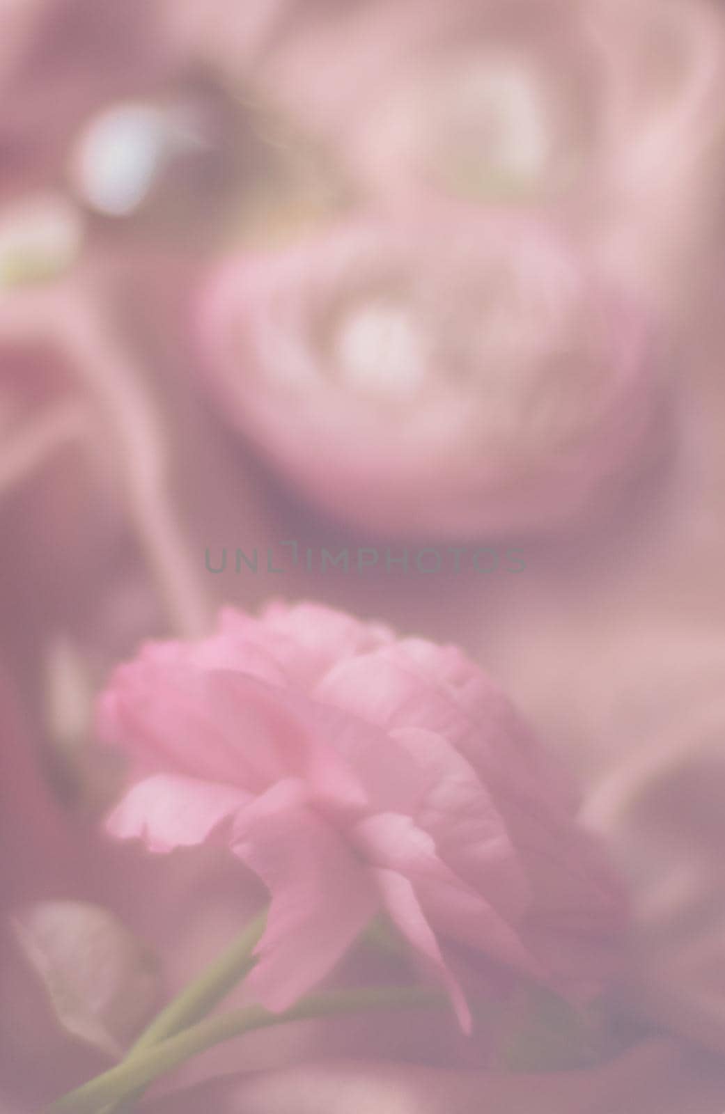 pink rose flowers on soft silk - wedding, holiday and floral background styled concept