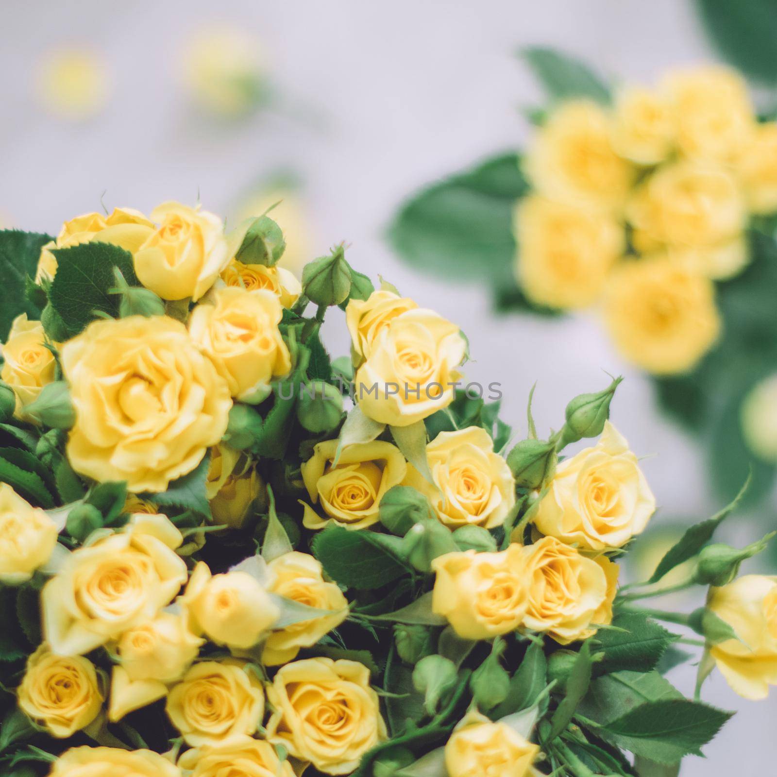 yellow roses - wedding, holiday and floral garden styled concept