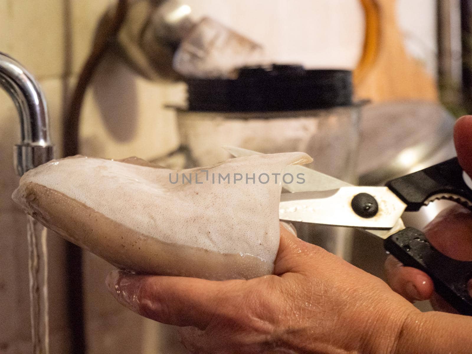 cleaning a raw adriatic cuttlefish at home in Numana, Marche, Italy