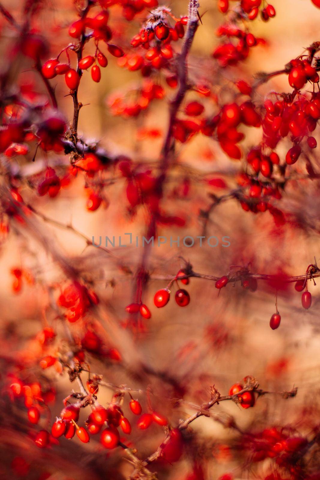 abstract autumn art - nature and environment concept