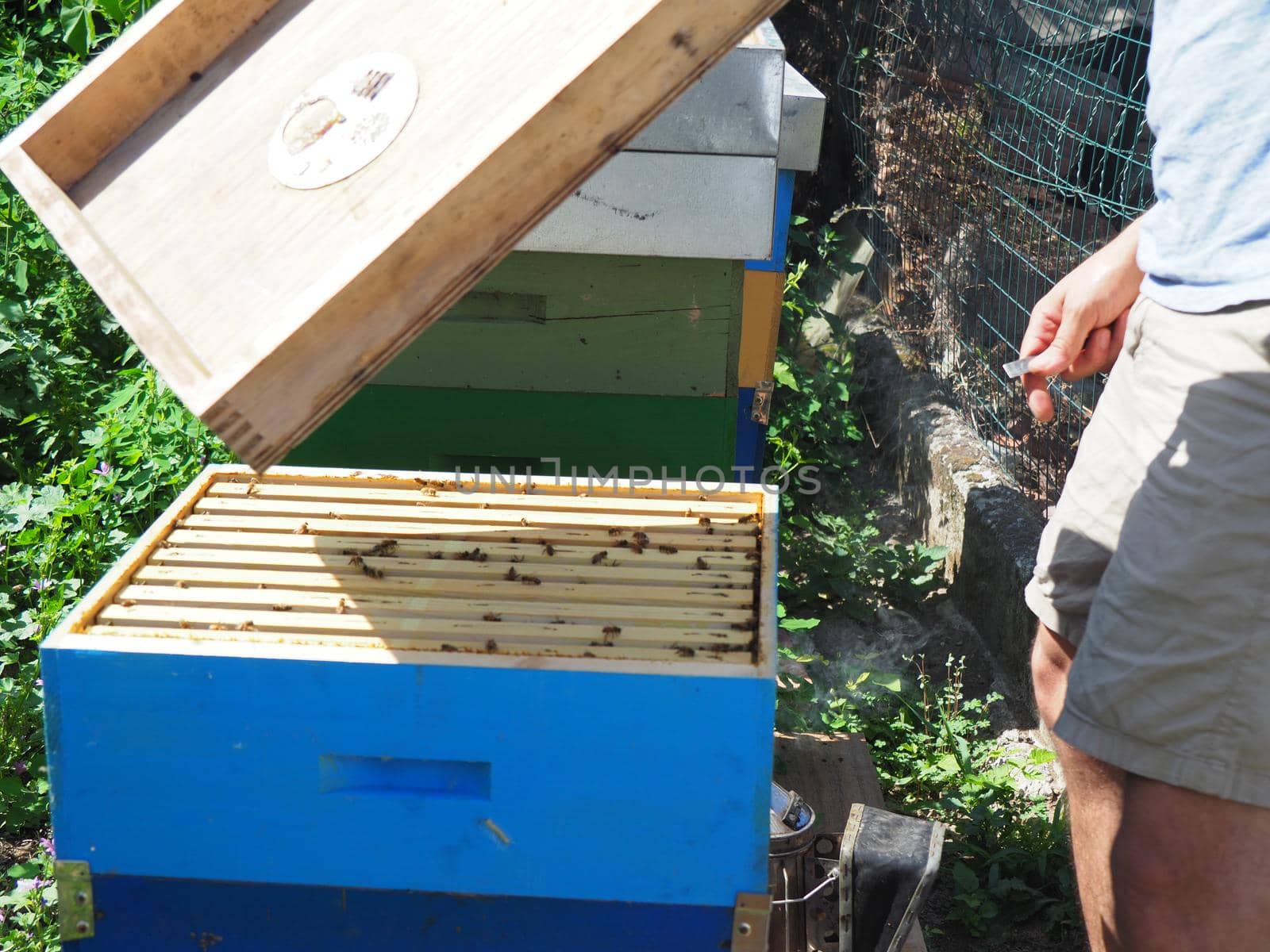 Master bee keeper pulls out a frame with honey from the beehive in the colony. by verbano