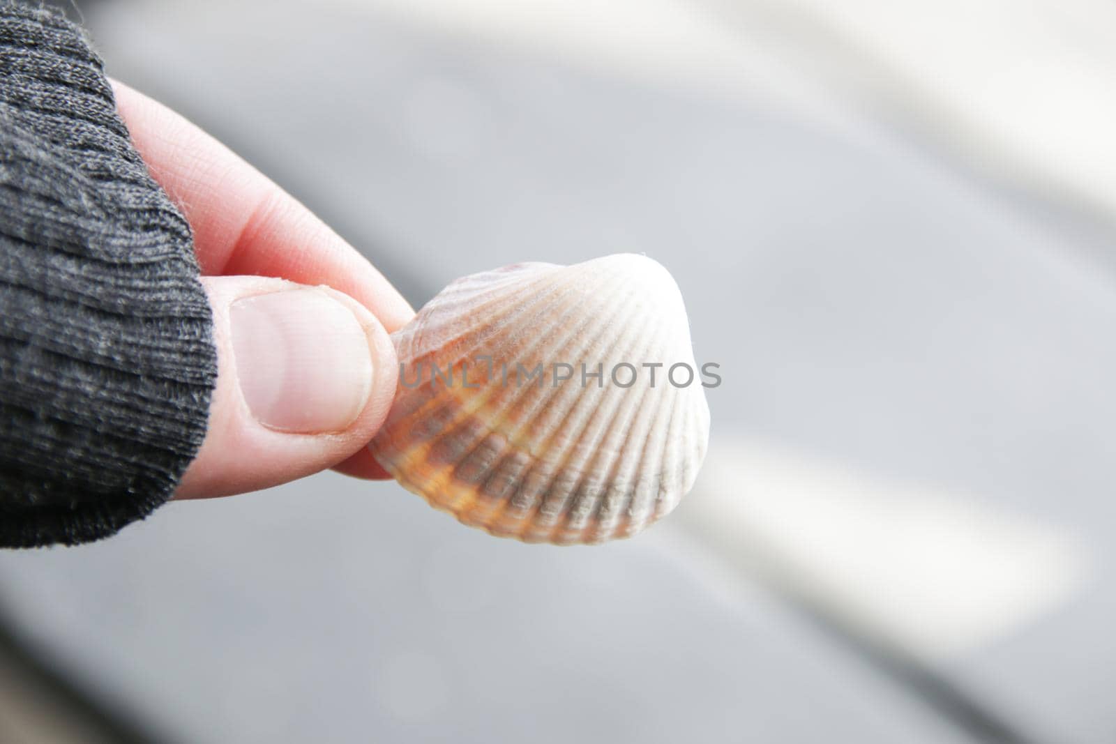 Male hand holding a seashell on a blurred background