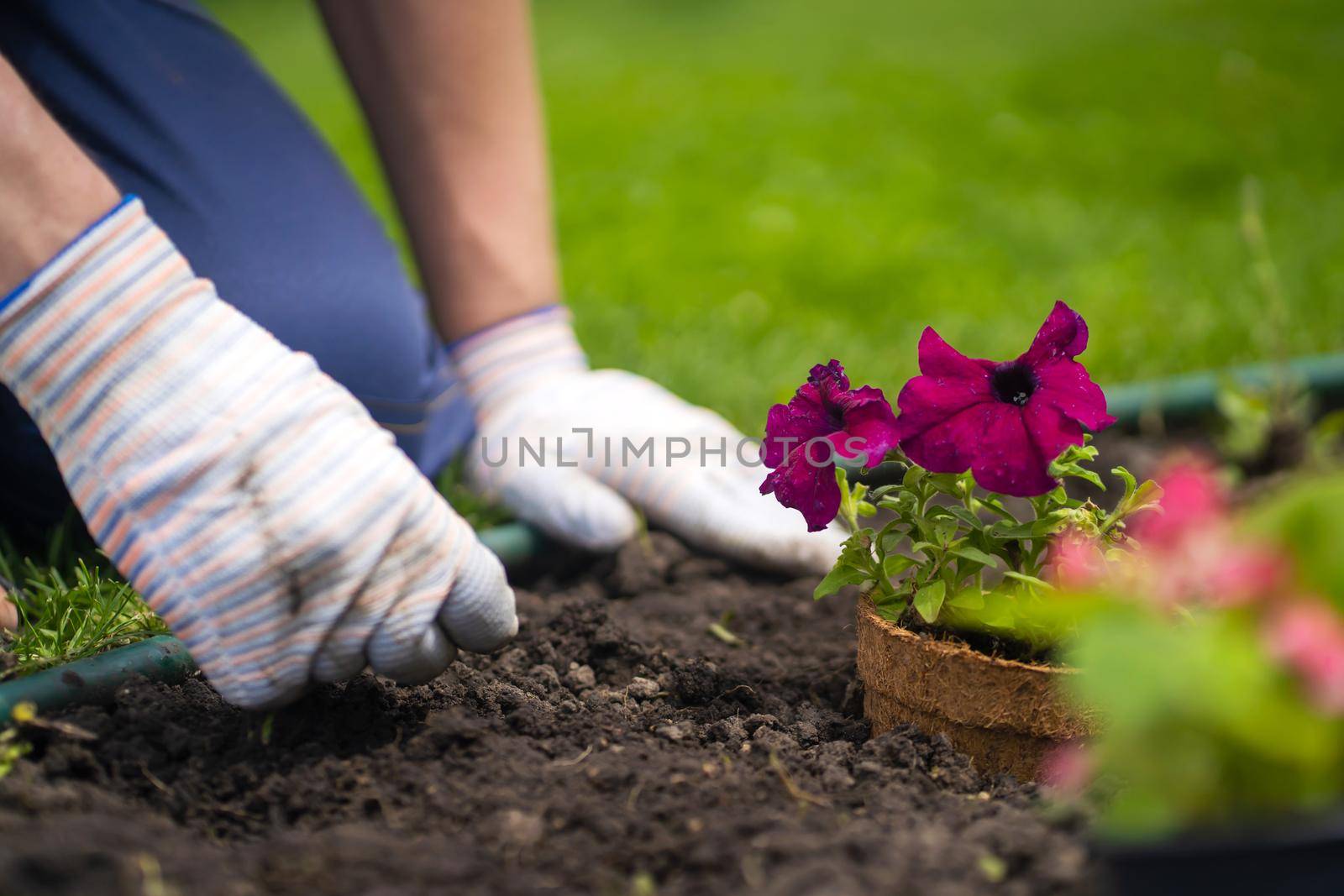 A closeup of hands in gloves engaged in gardening work, preparing the earth in a garden for planting flower seedlings, plant seeds. A professional gardener cultivates plants, farms penutia