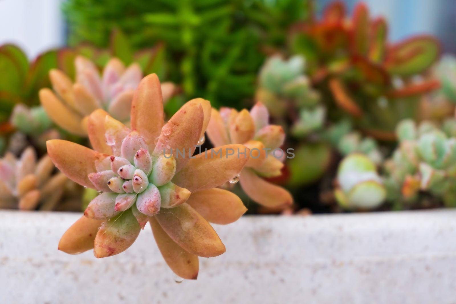 Multicolored succulents in a pot in the garden close up