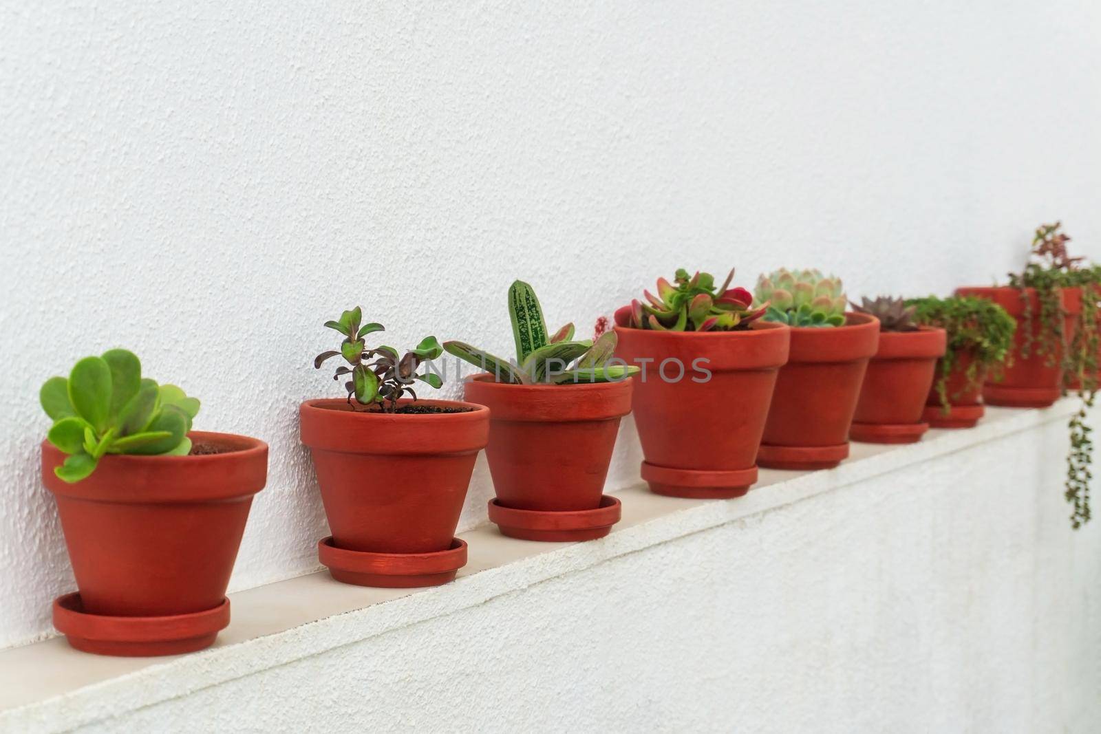 Row of succulents in ceramic pots against a white wall background