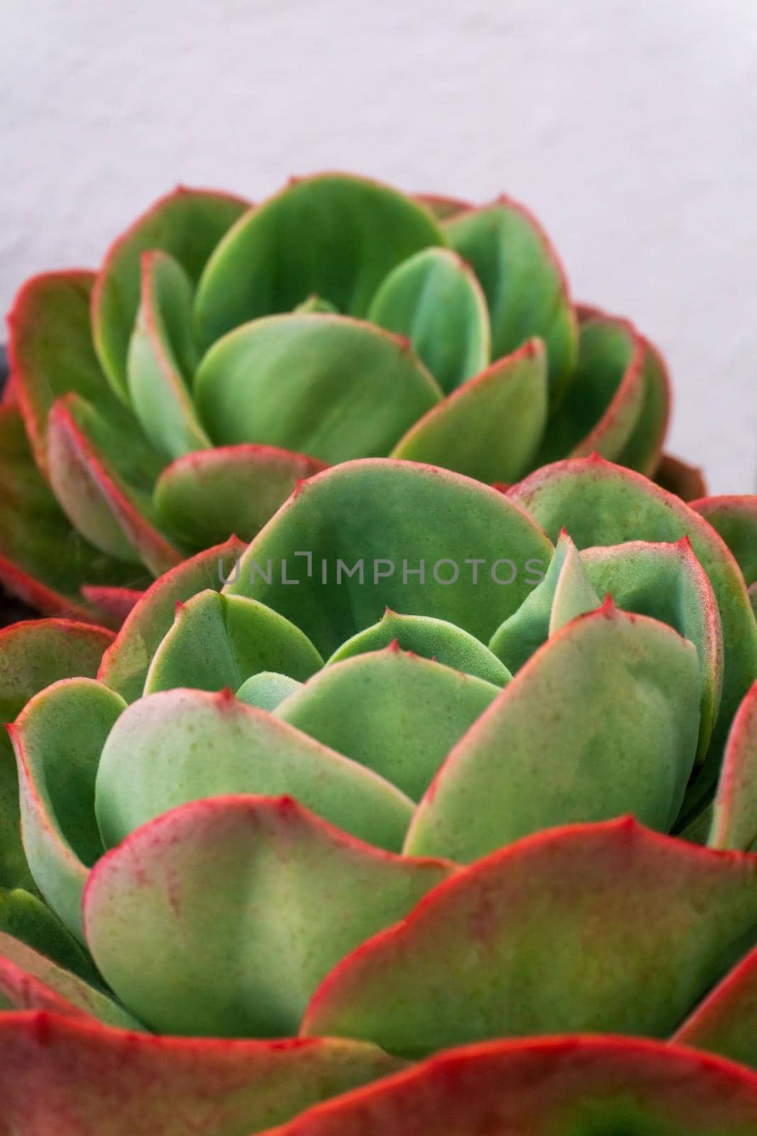 Multicolored red - green rosettes of succulents close up