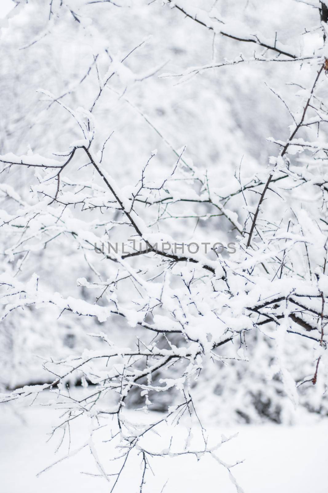 A beautiful winter season scene in Christmas time