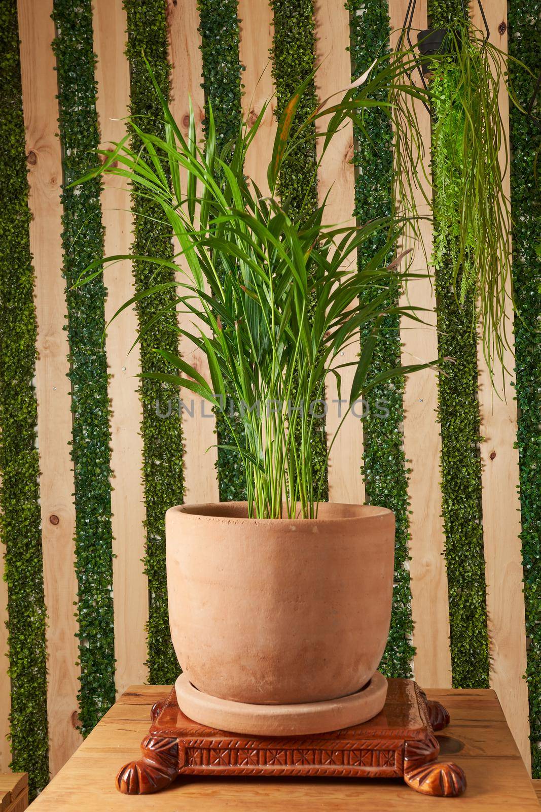 plant in clay pots on wooden table. decorative flowerpots.