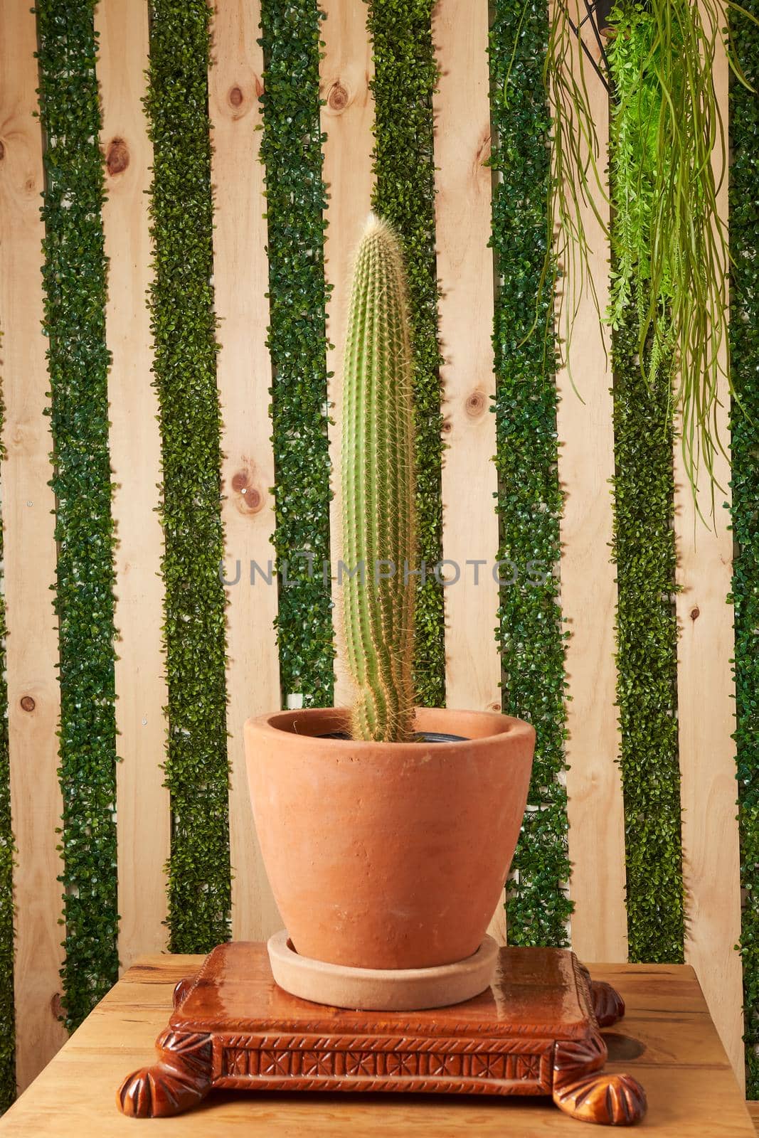 Cactus plant in clay pots on wooden table