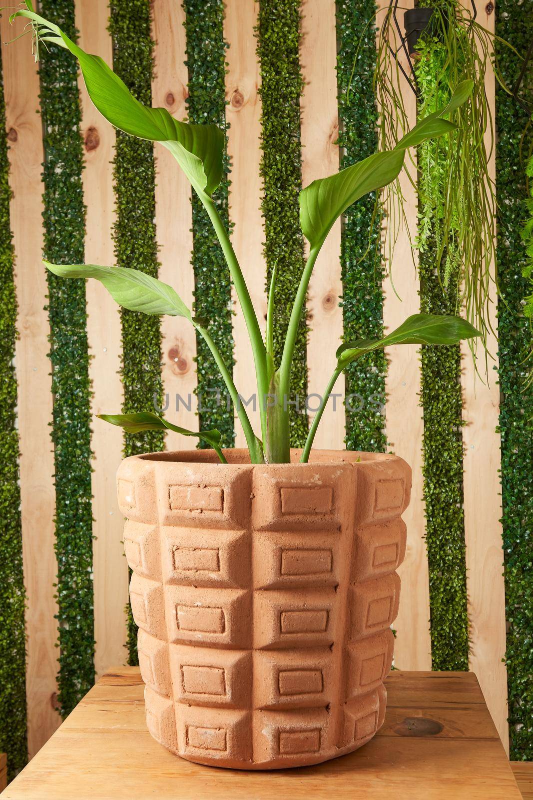 plant in clay pots on wooden table by JpRamos