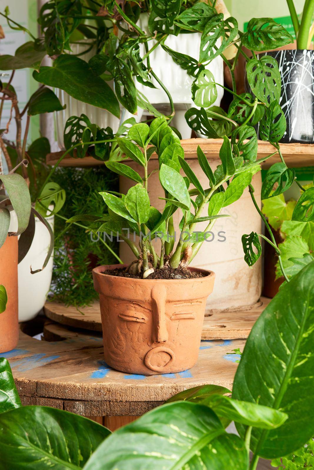 plant in clay pots on wooden table. decorative flowerpots.