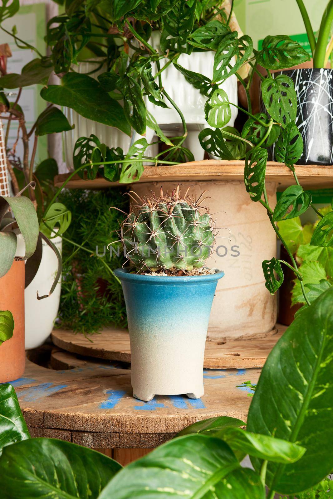 Cactus plant in clay pots on wooden table. decorative flowerpots.