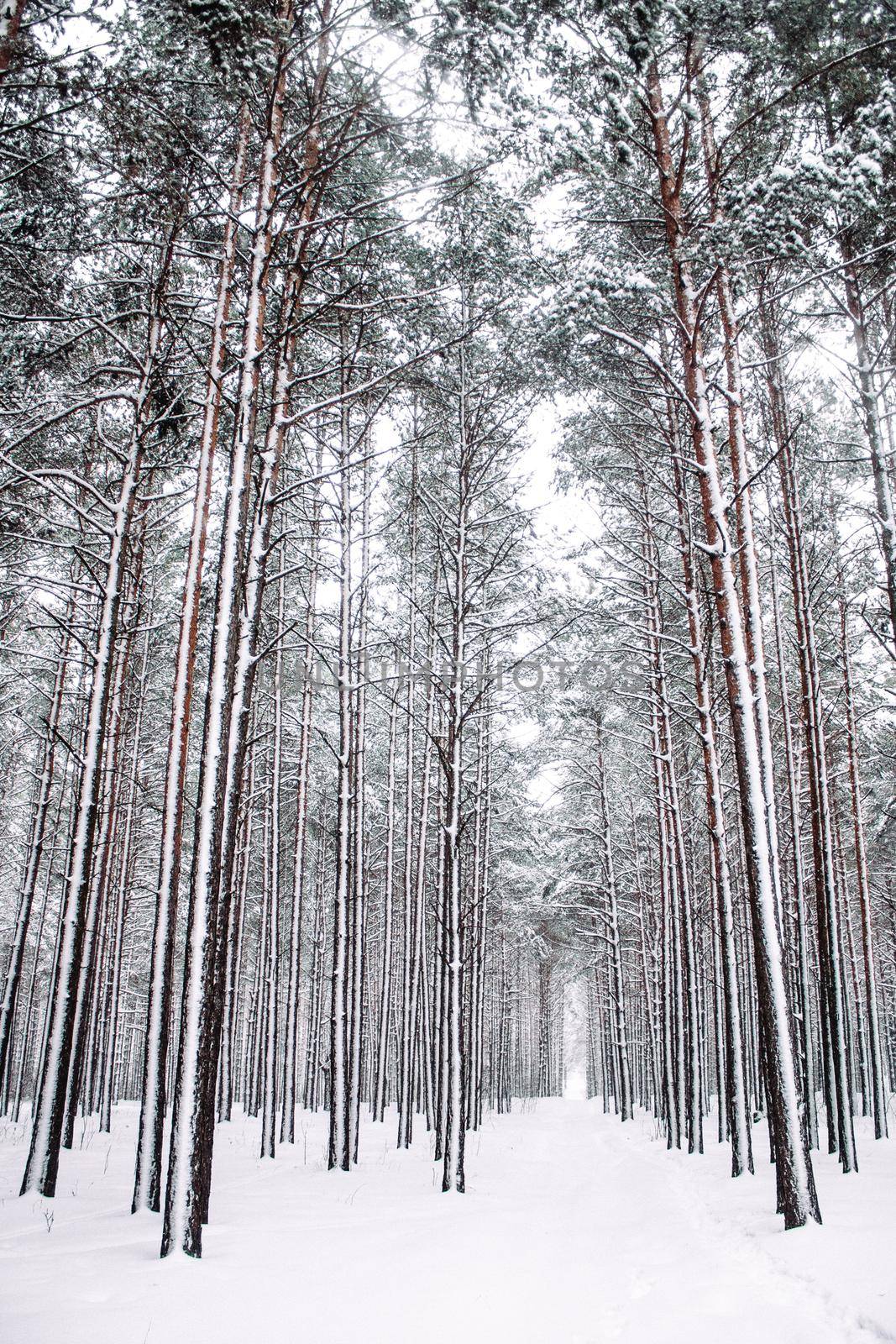 A beautiful winter season scene in Christmas time