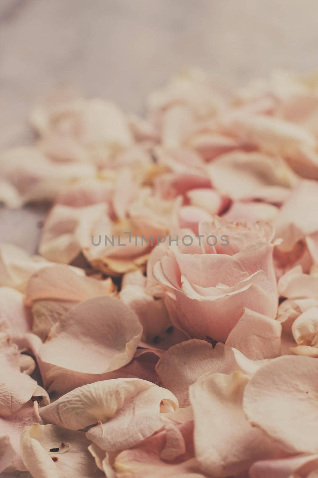 rose flower petals on marble - wedding, holiday and floral garden styled concept by Anneleven