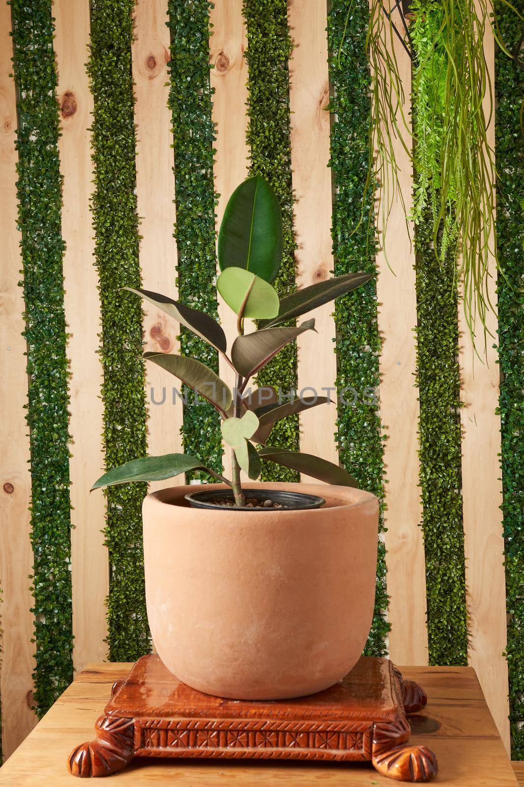 plant in clay pots on wooden table by JpRamos