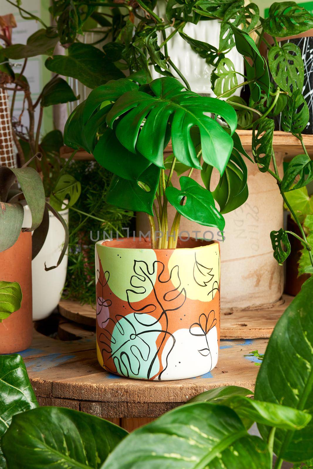 plant in art pot. decorative plant. by JpRamos
